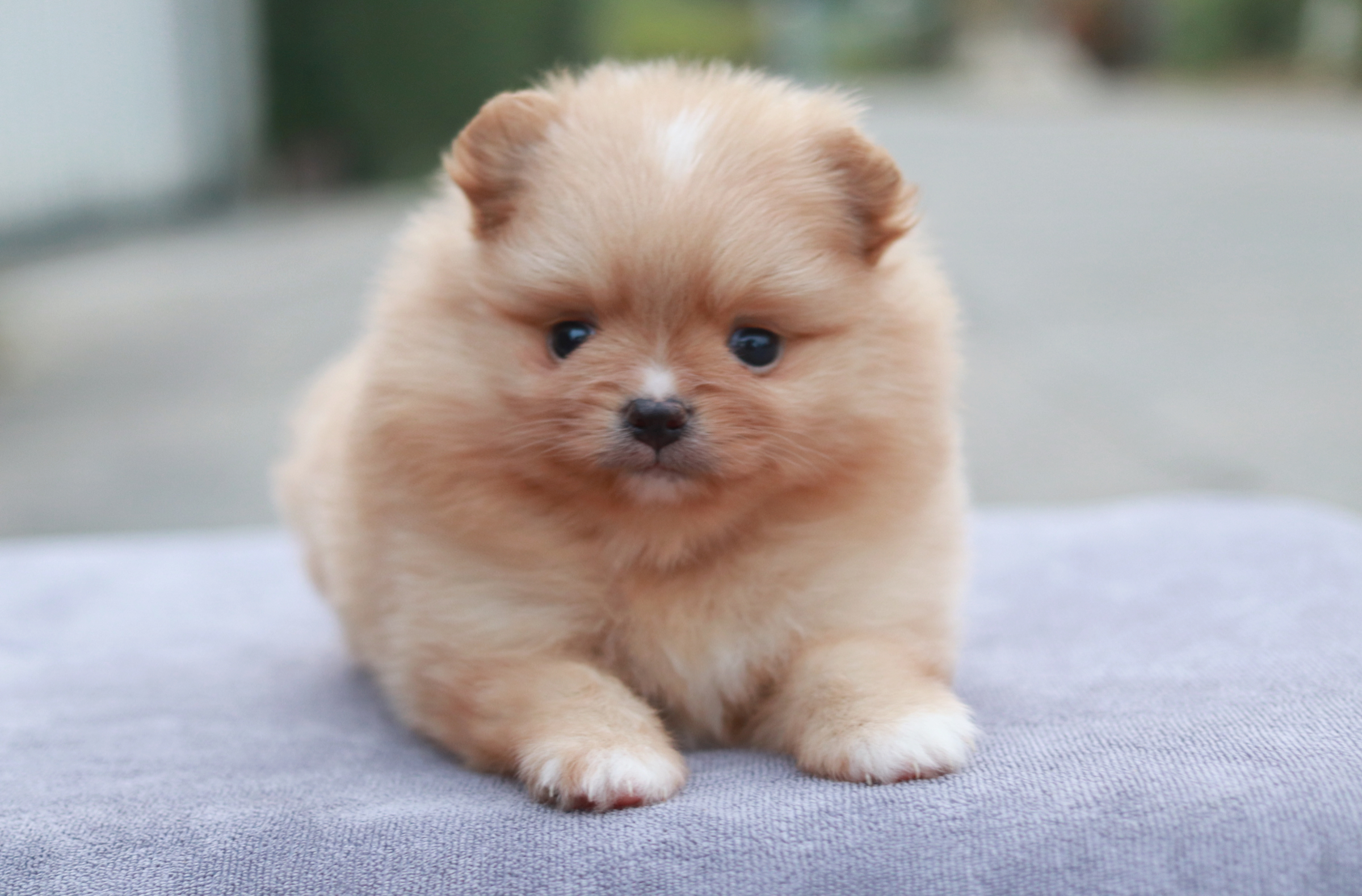 ปอมเมอเรเนียน เพศผู้ สีครีม