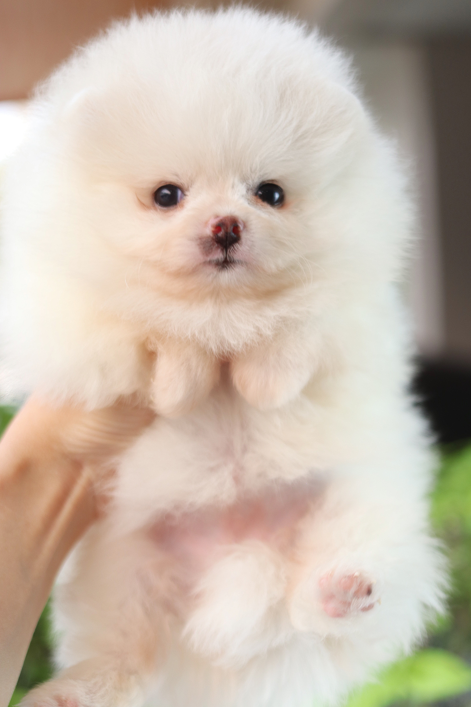 ปอมเมอเรเนียน เพศเมียสีขาวครีม