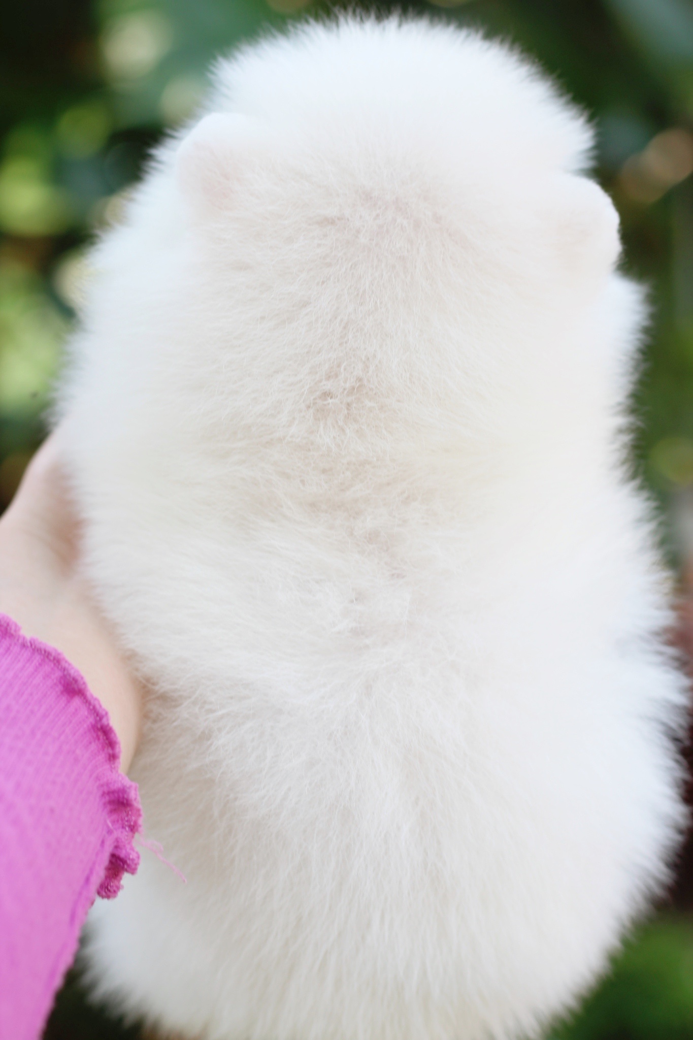 ปอมเมอเรเนียน เพศเมียสีขาวครีม