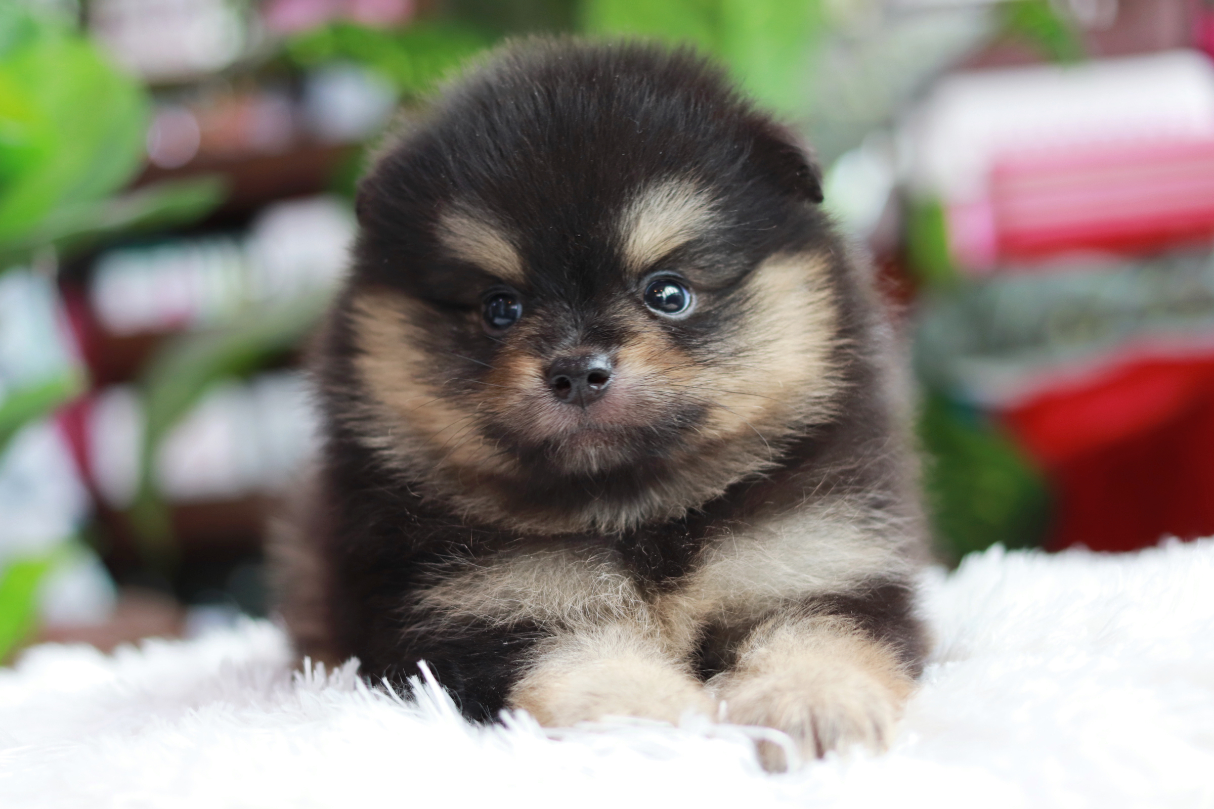 ปอมเมอเรเนียน เพศผู้ แบล็คแทน มาร์คครบเป๊ะ หน้าฟ็อก