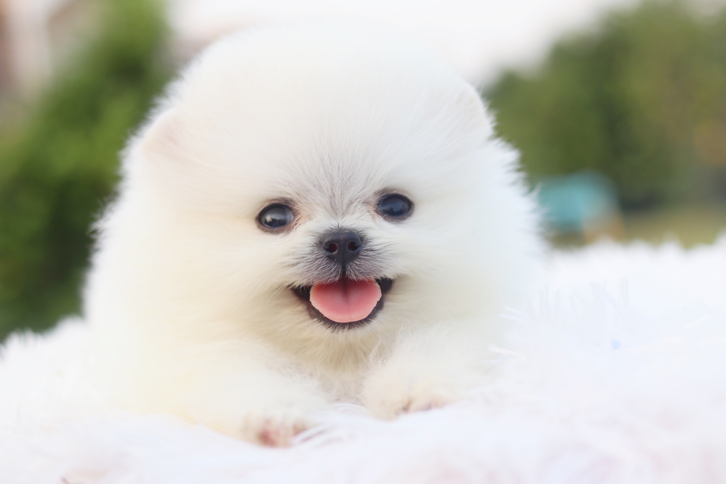 ปอมเมอเรเนียน เพศผู้ ไซส์เล็กสีขาวครีม เกรดโชว์