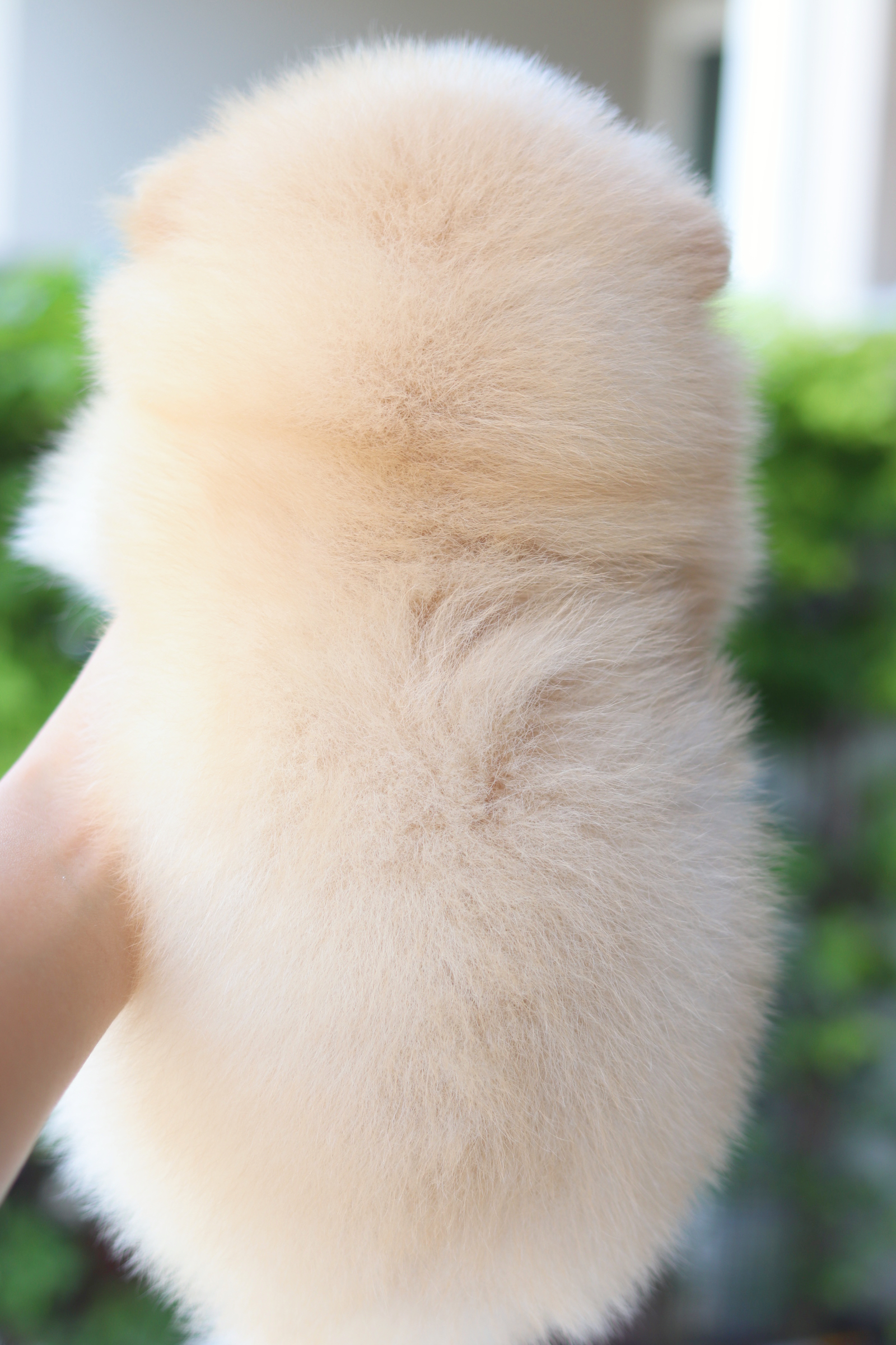 ปอมเมอเรเนียน เพศผู้สีครีม