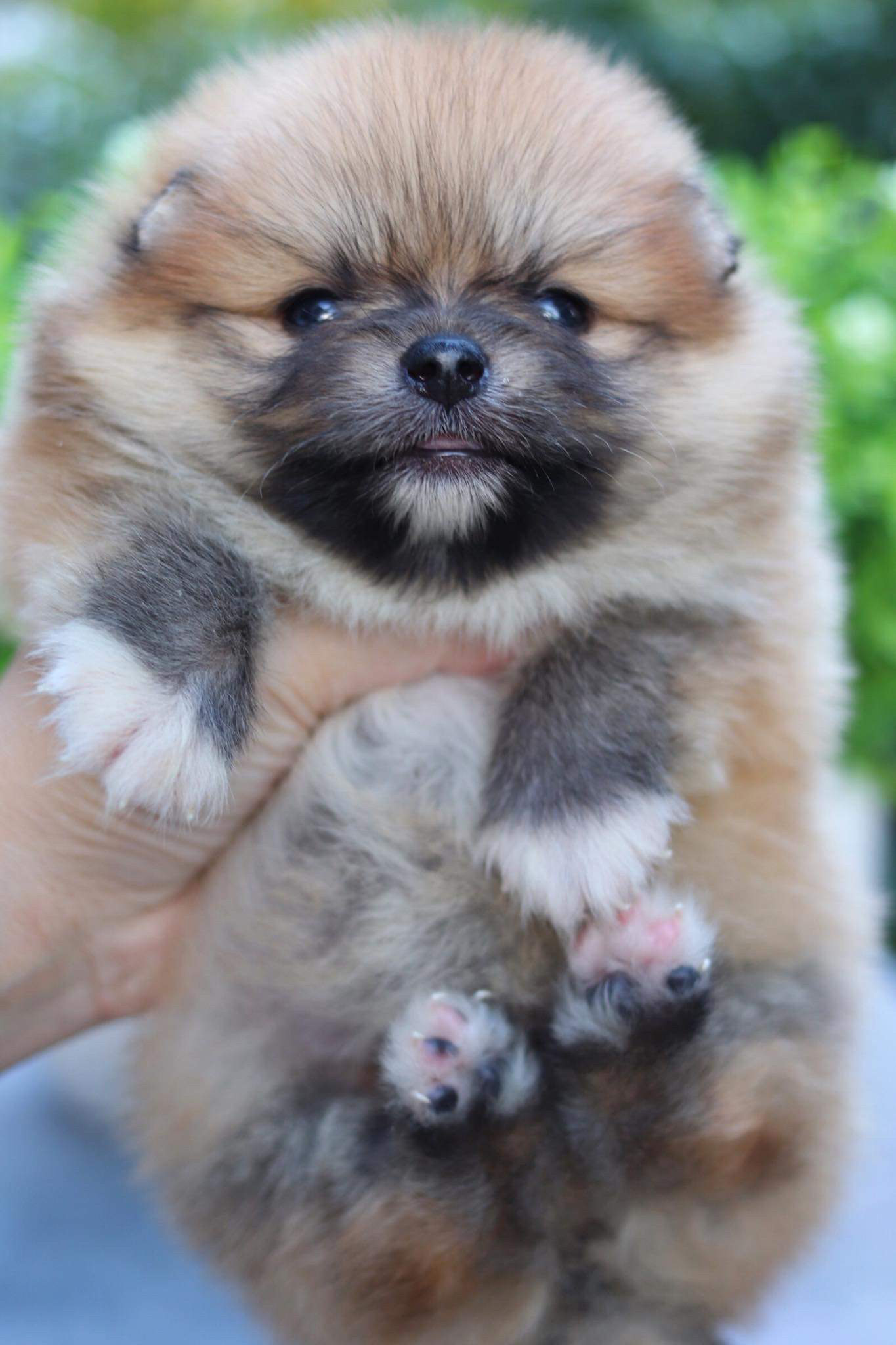 ปอมเมอเรเนียน เพศเมีย