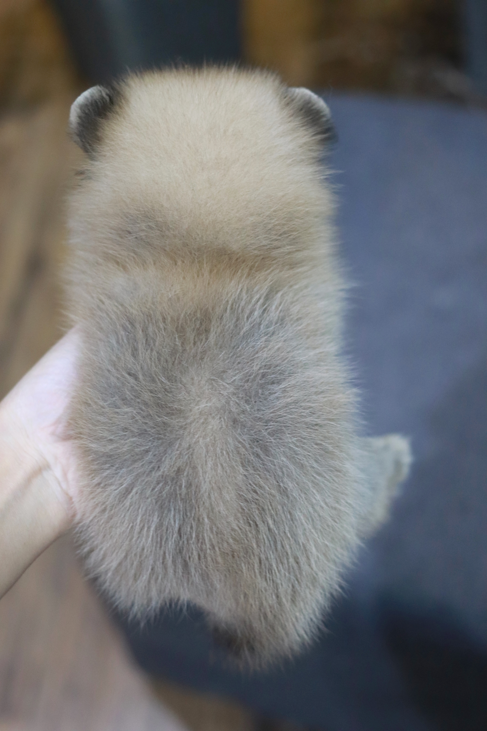 ปอมเมอเรเนียน เพศผู้ สีส้ม