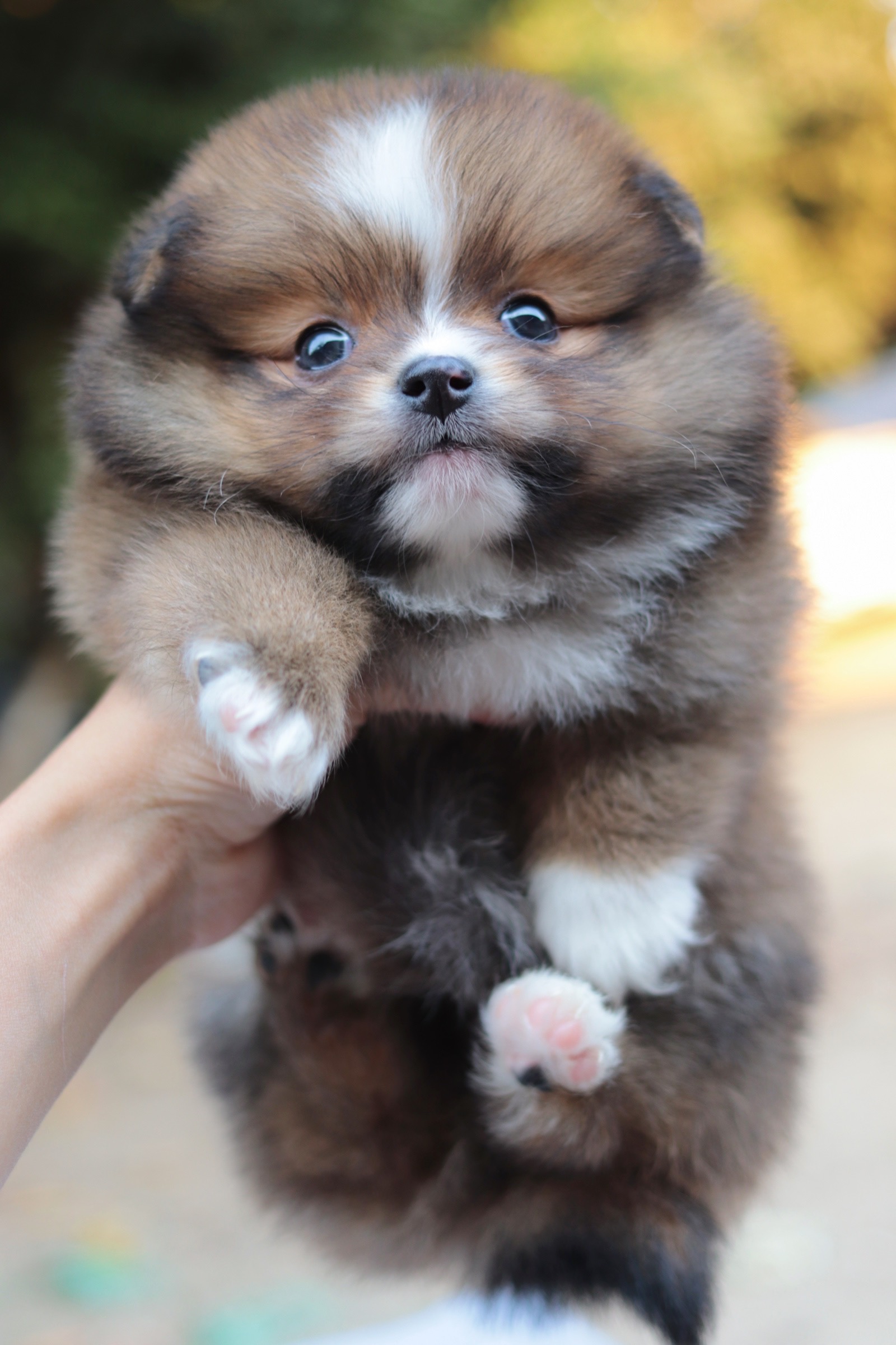 ปอมเมอเรเนียน เพศเมียสีส้ม หน้าฟ็อก