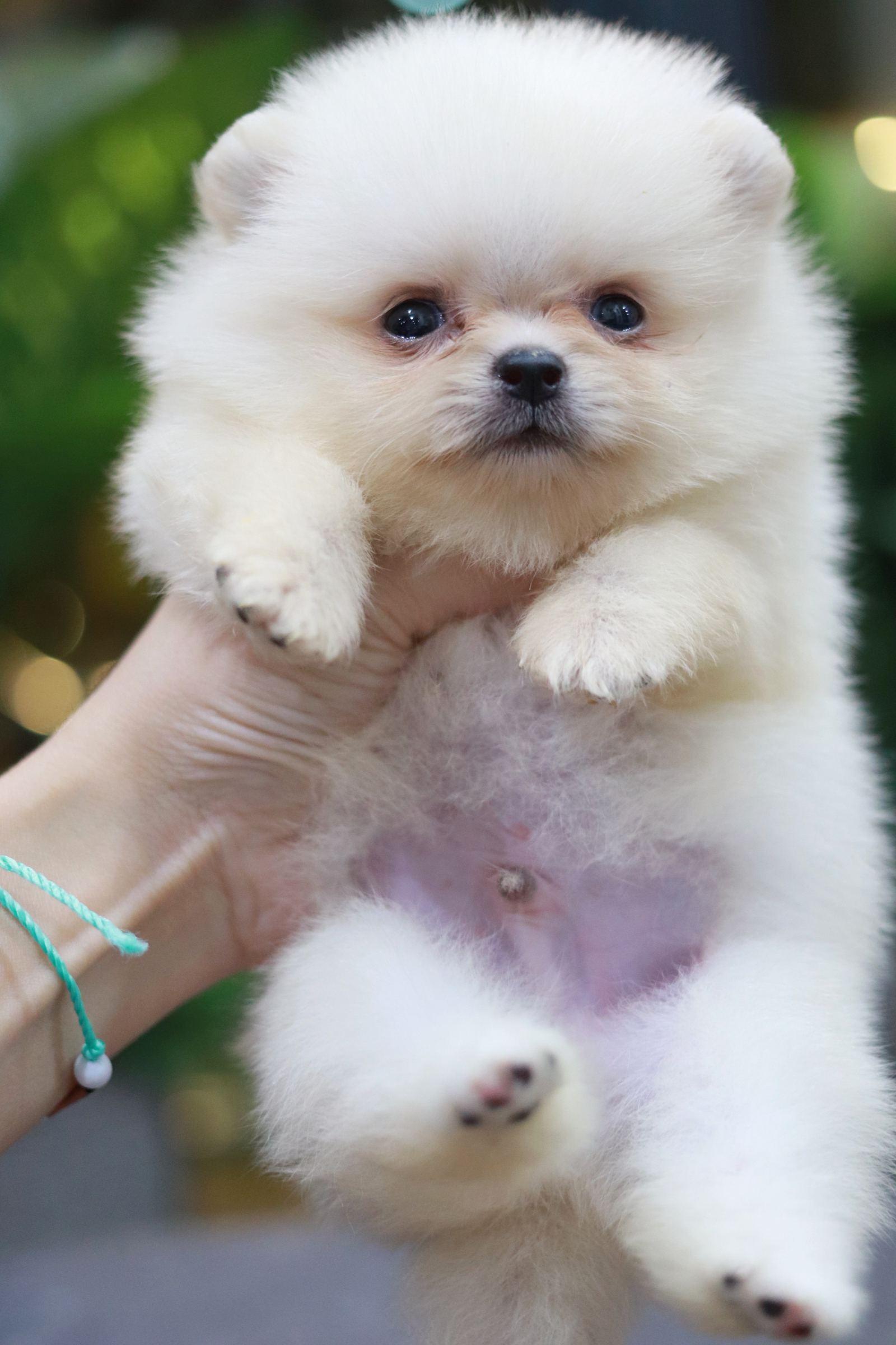 ปอมเมอเรเนียน เพศผู้