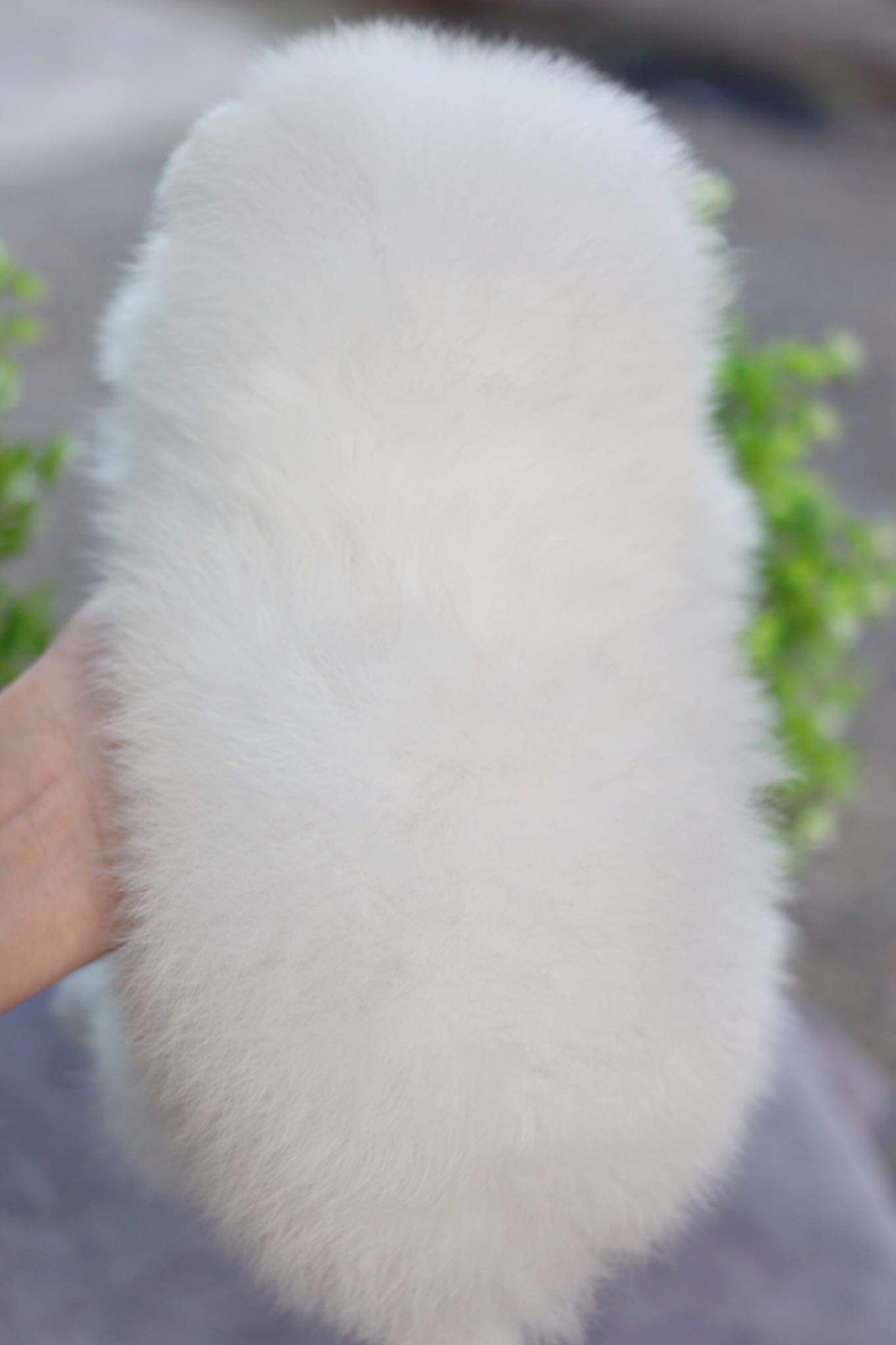 ปอมเมอเรเนียน เพศเมีย