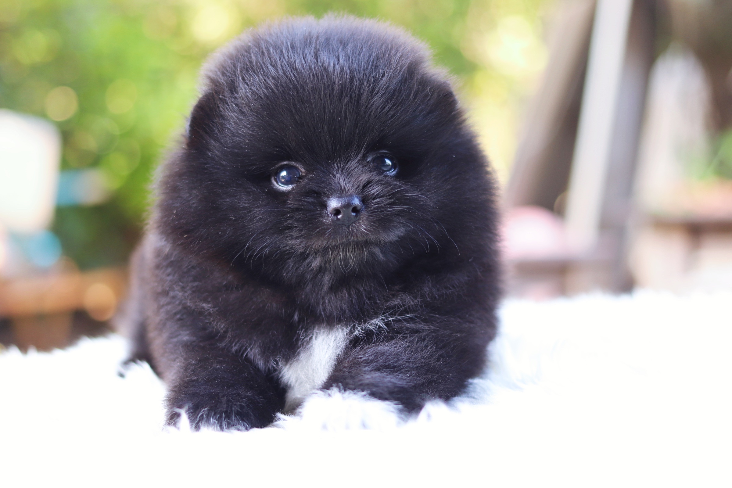 ปอมเมอเรเนียน เพศผู้ สีดำ