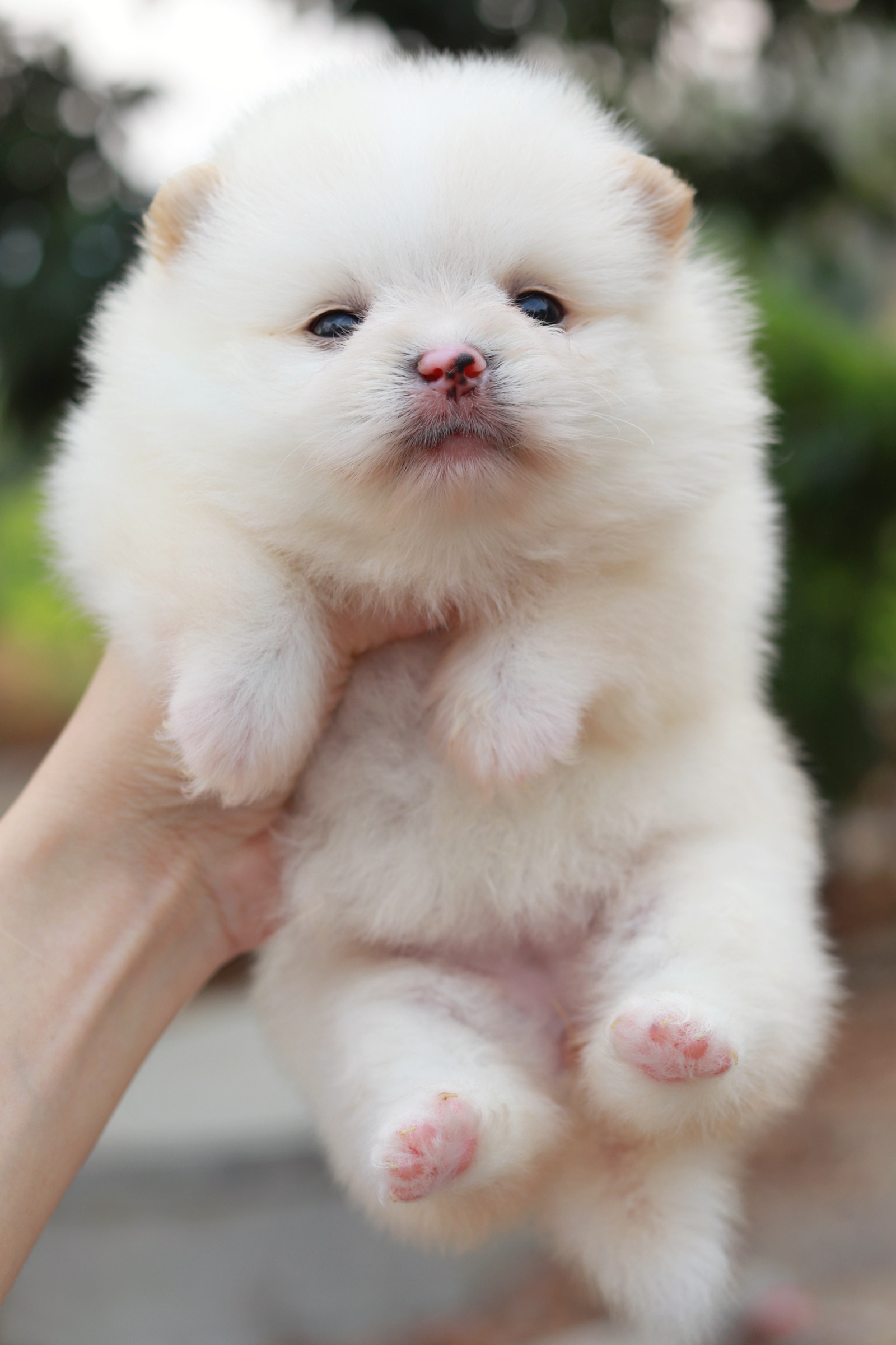 ปอมเมอเรเนียน เพศเมีย