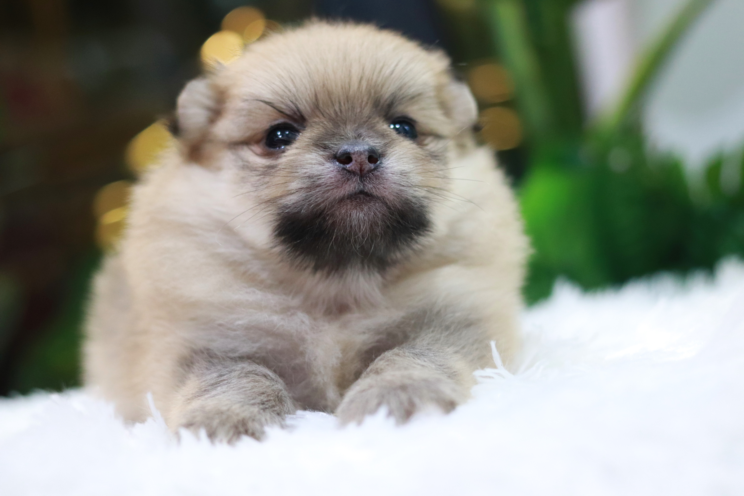 ปอมเมอเรเนียน เพศผู้ สีส้ม