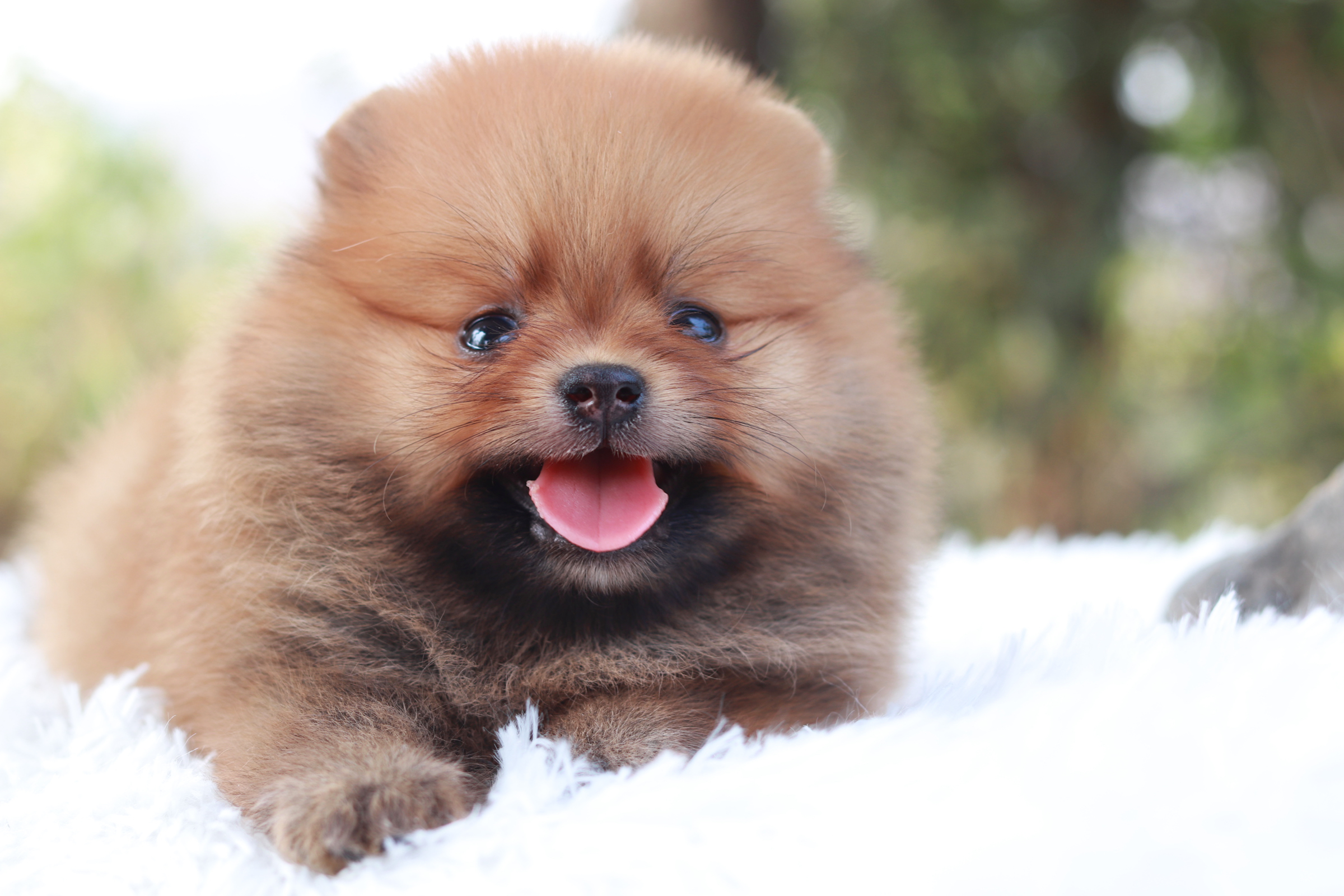 ปอมเมอเรเนียน เพศเมียสีส้ม