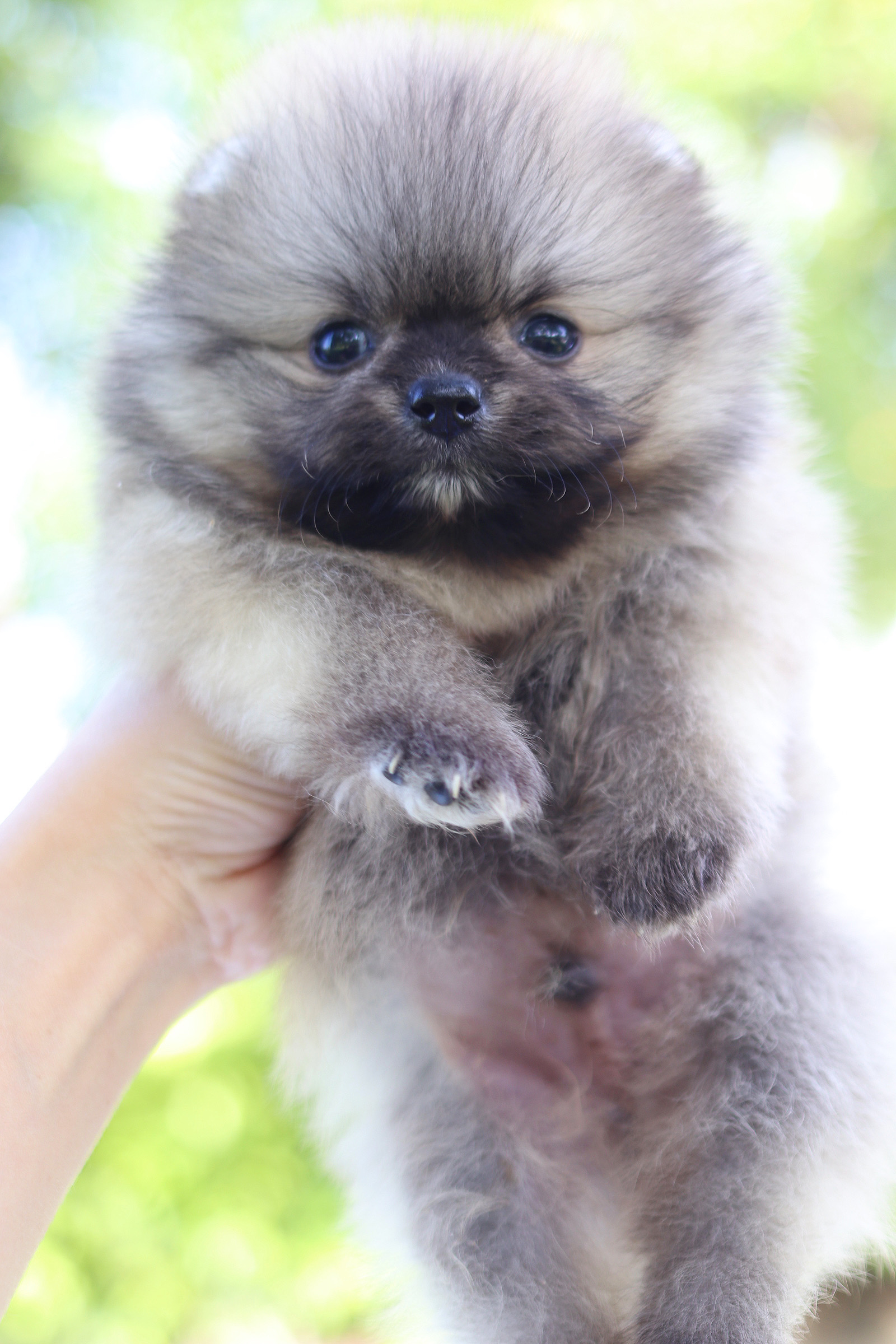 ปอมเมอเรเนียน เพศผู้สีส้ม