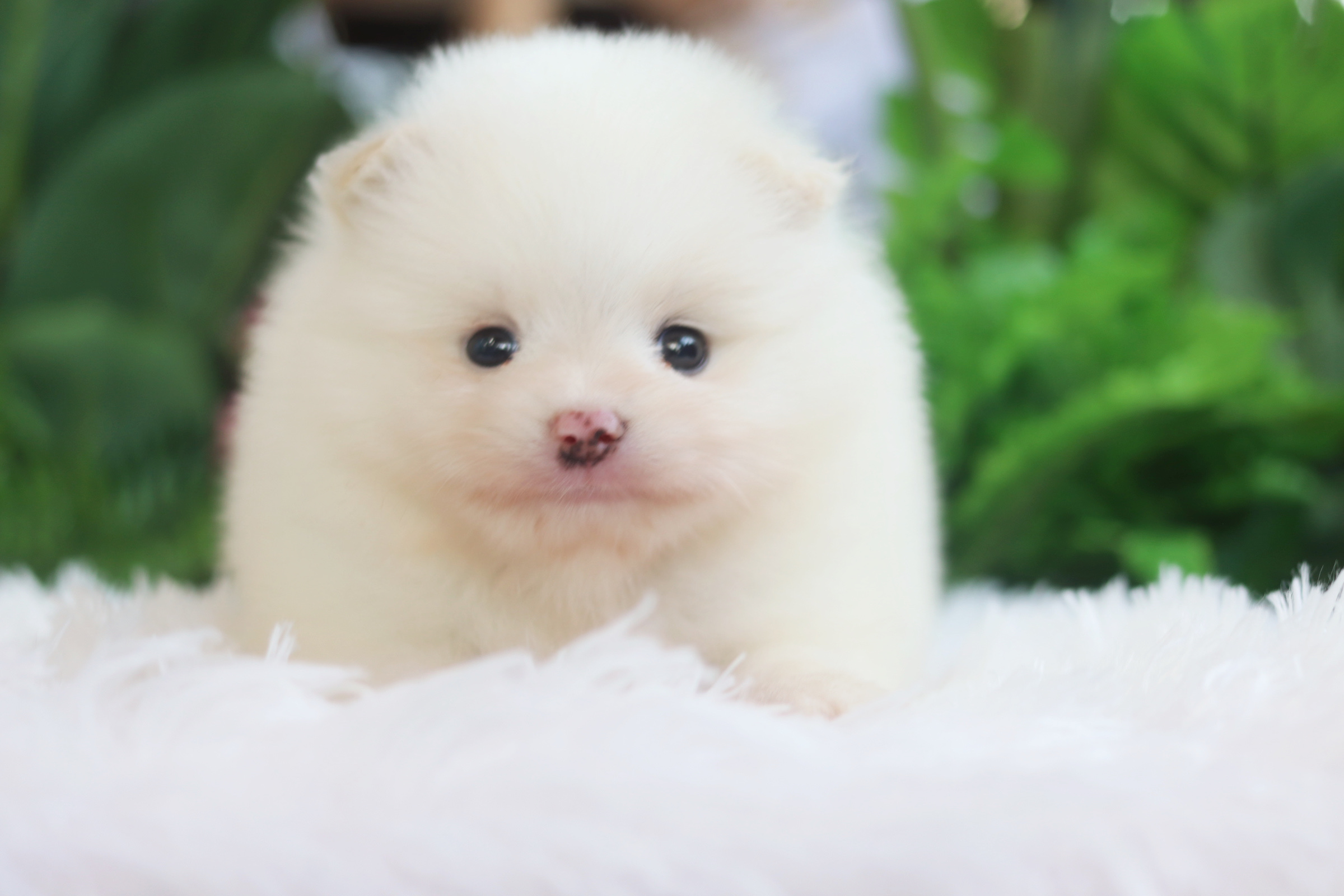 ปอมเมอเรเนียน เพศผู้ สีขาวครีม