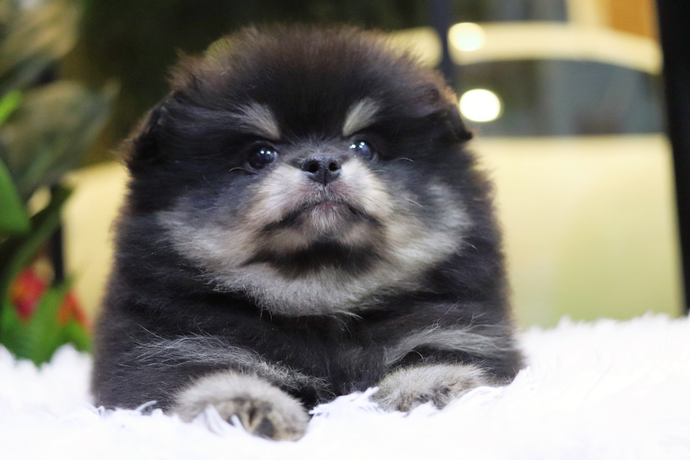 ปอมเมอเรเนียน เพศผู้แบล็คแทน ขนแน่นๆ