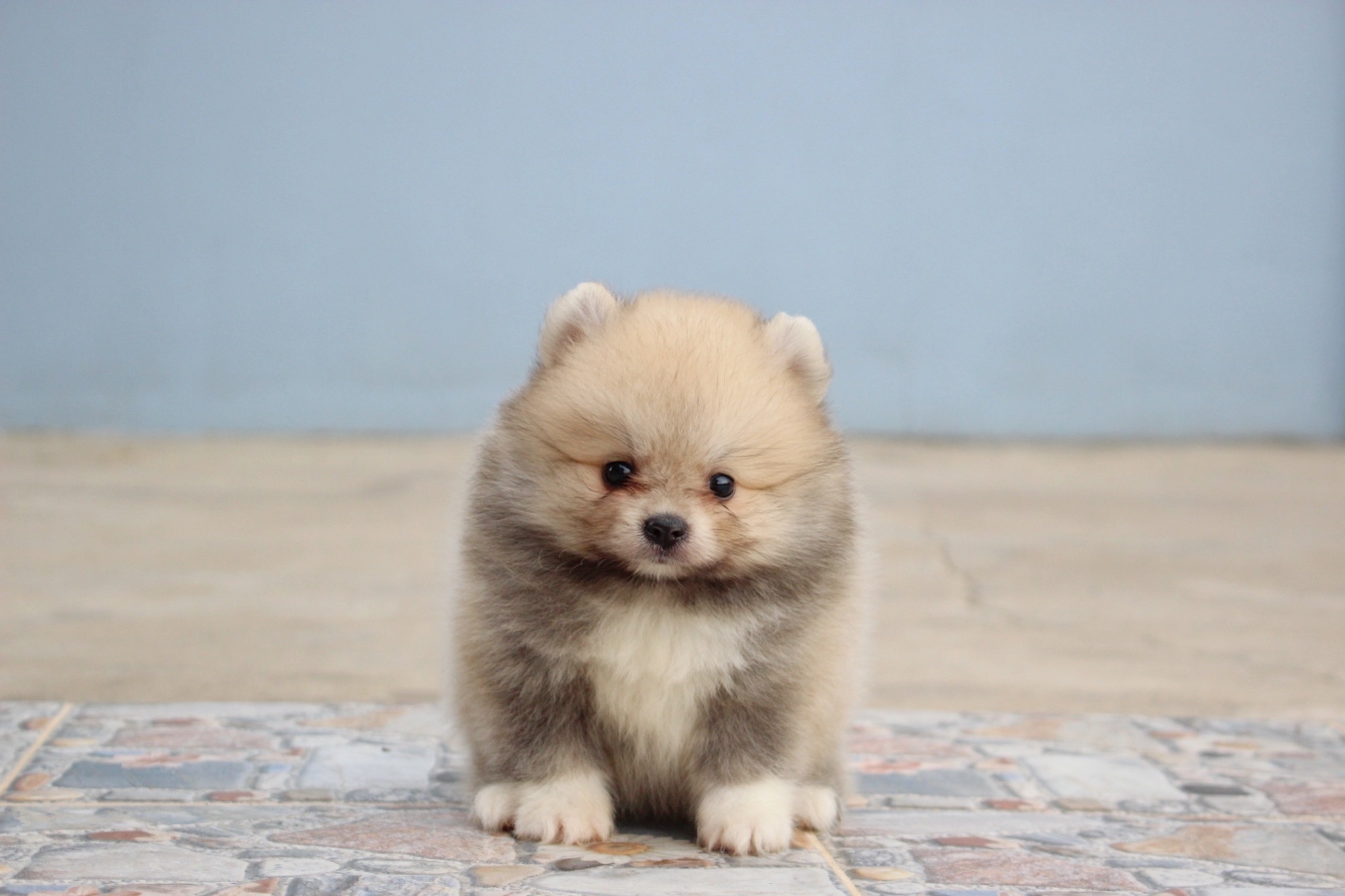 ปอมเมอเรเนียน เพศผู้ สีส้ม