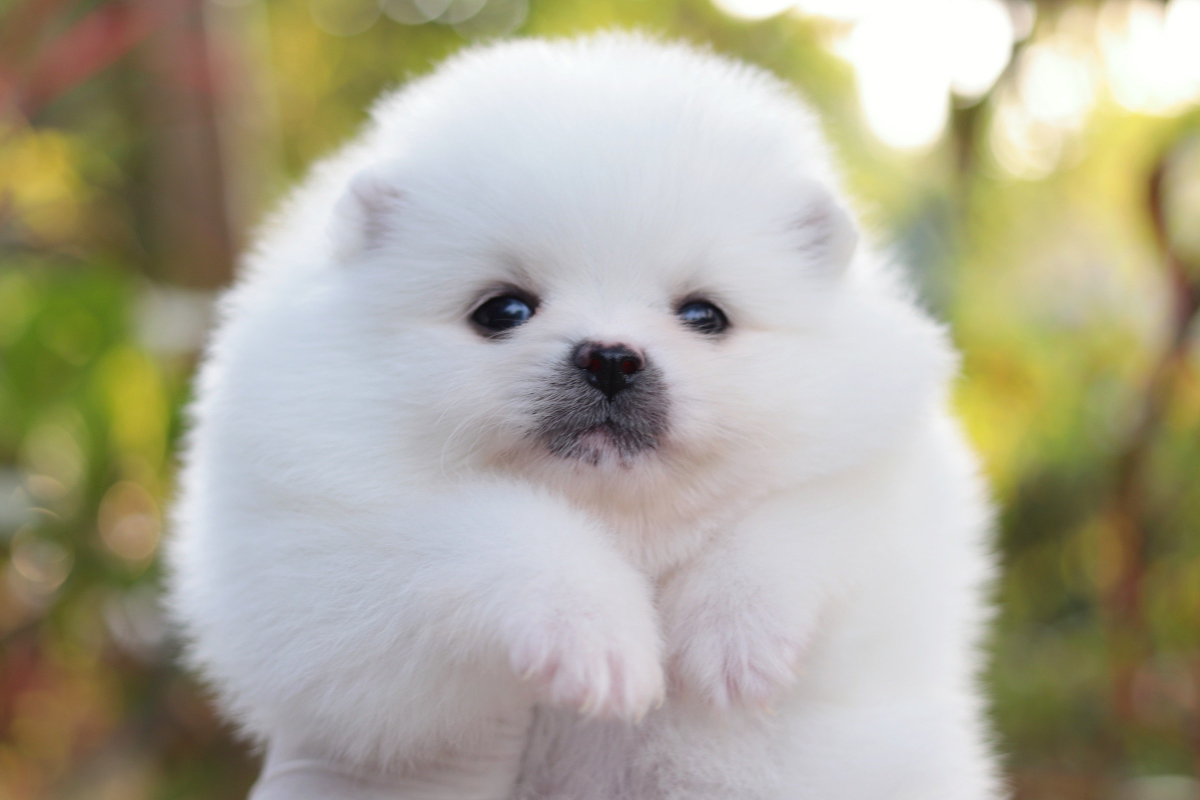 ปอมเมอเรเนียน เพศเมียสีขาวครีม