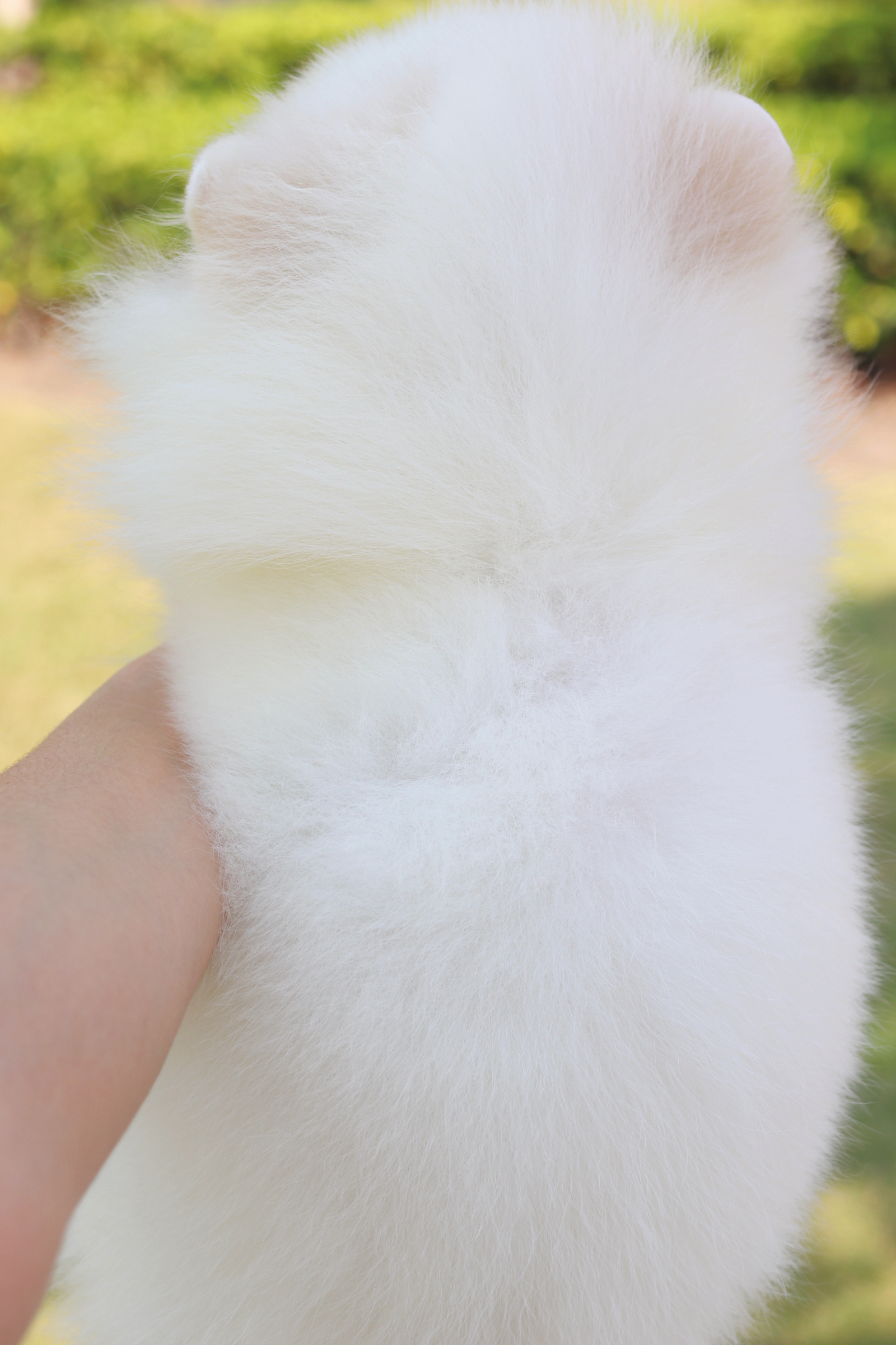 ปอมเมอเรเนียน เพศเมียสีขาวครีม