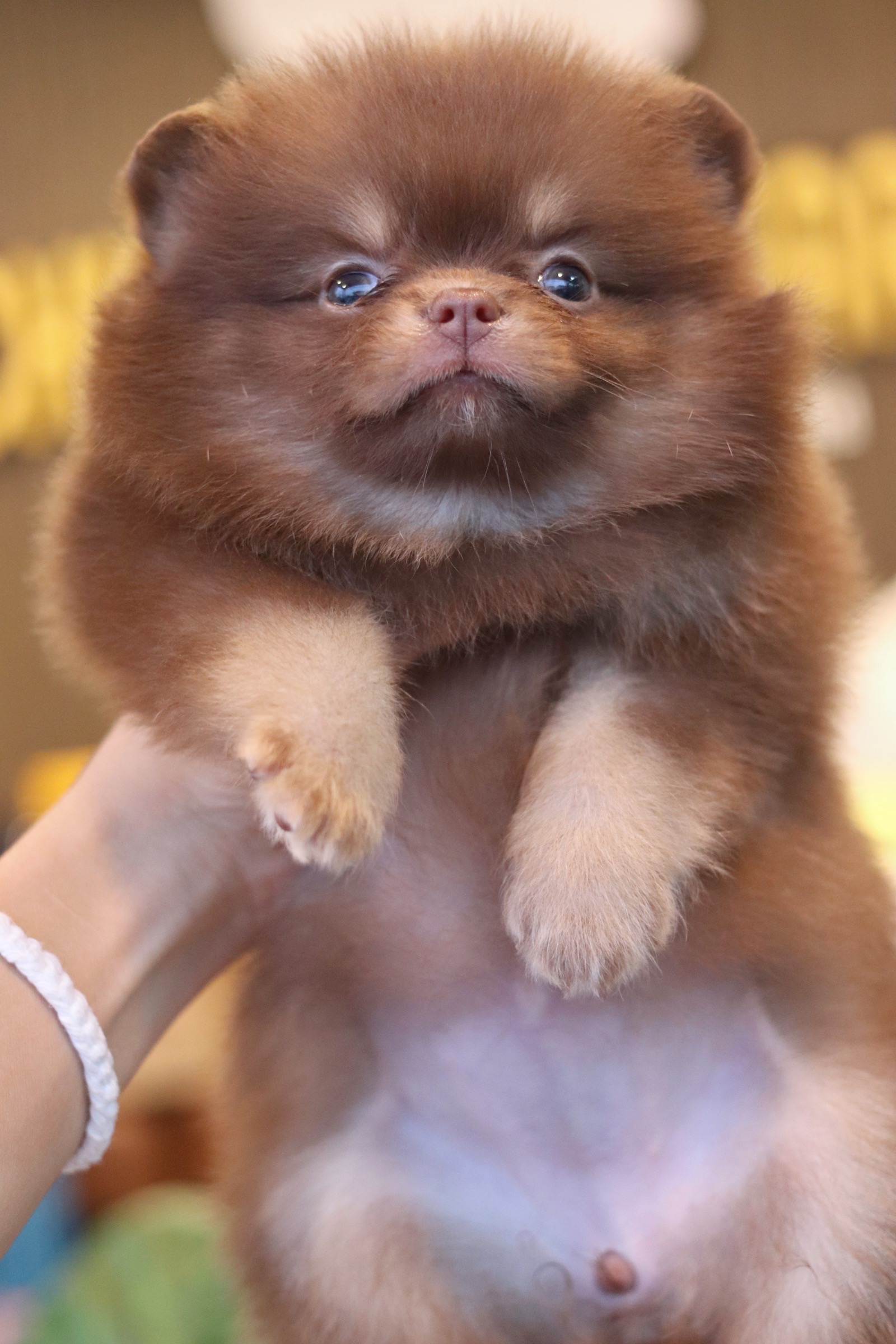 ปอมเมอเรเนียน เพศเมียสีช็อคแทน