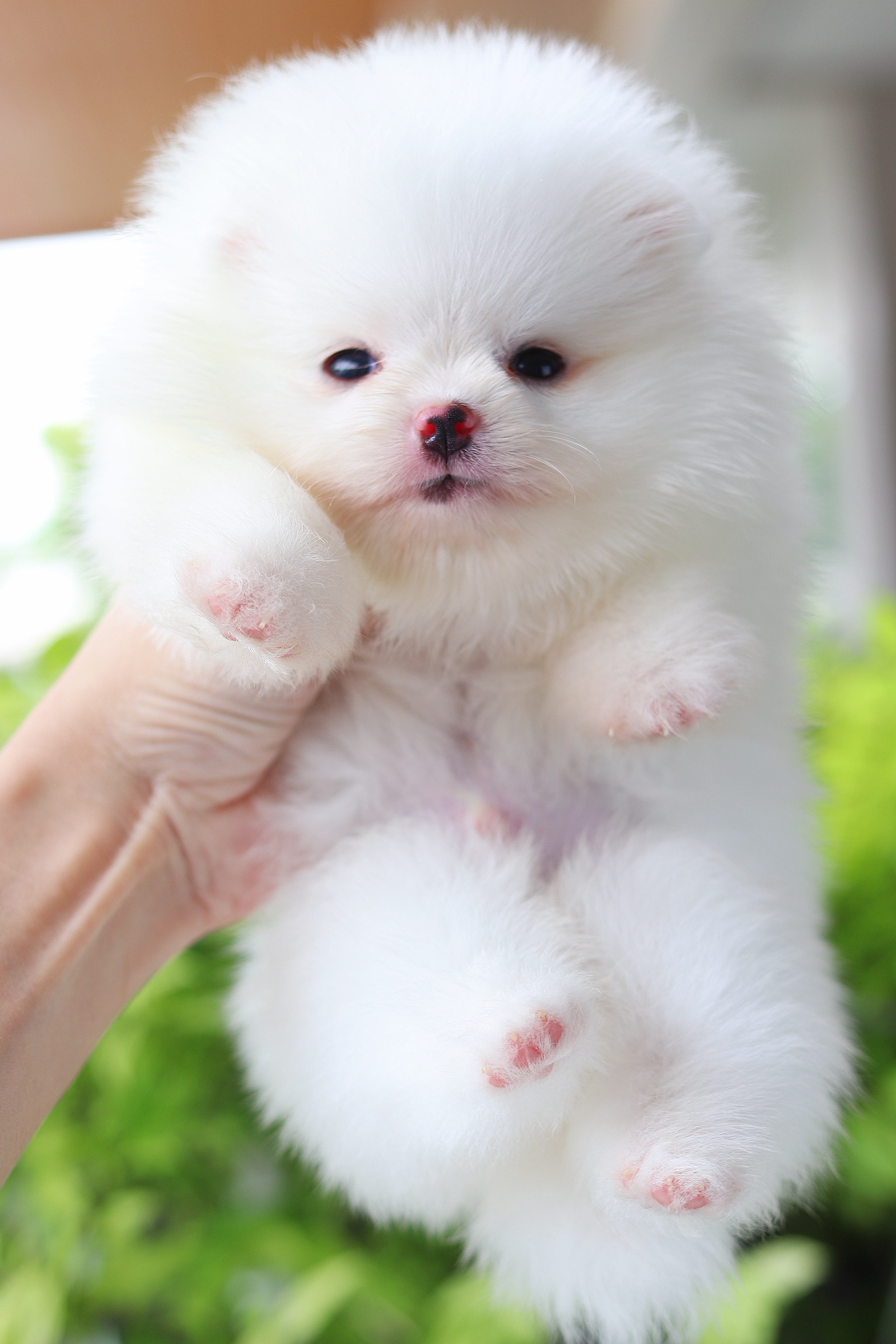 ปอมเมอเรเนียน เพศผู้ สีขาว เกรดโชว์