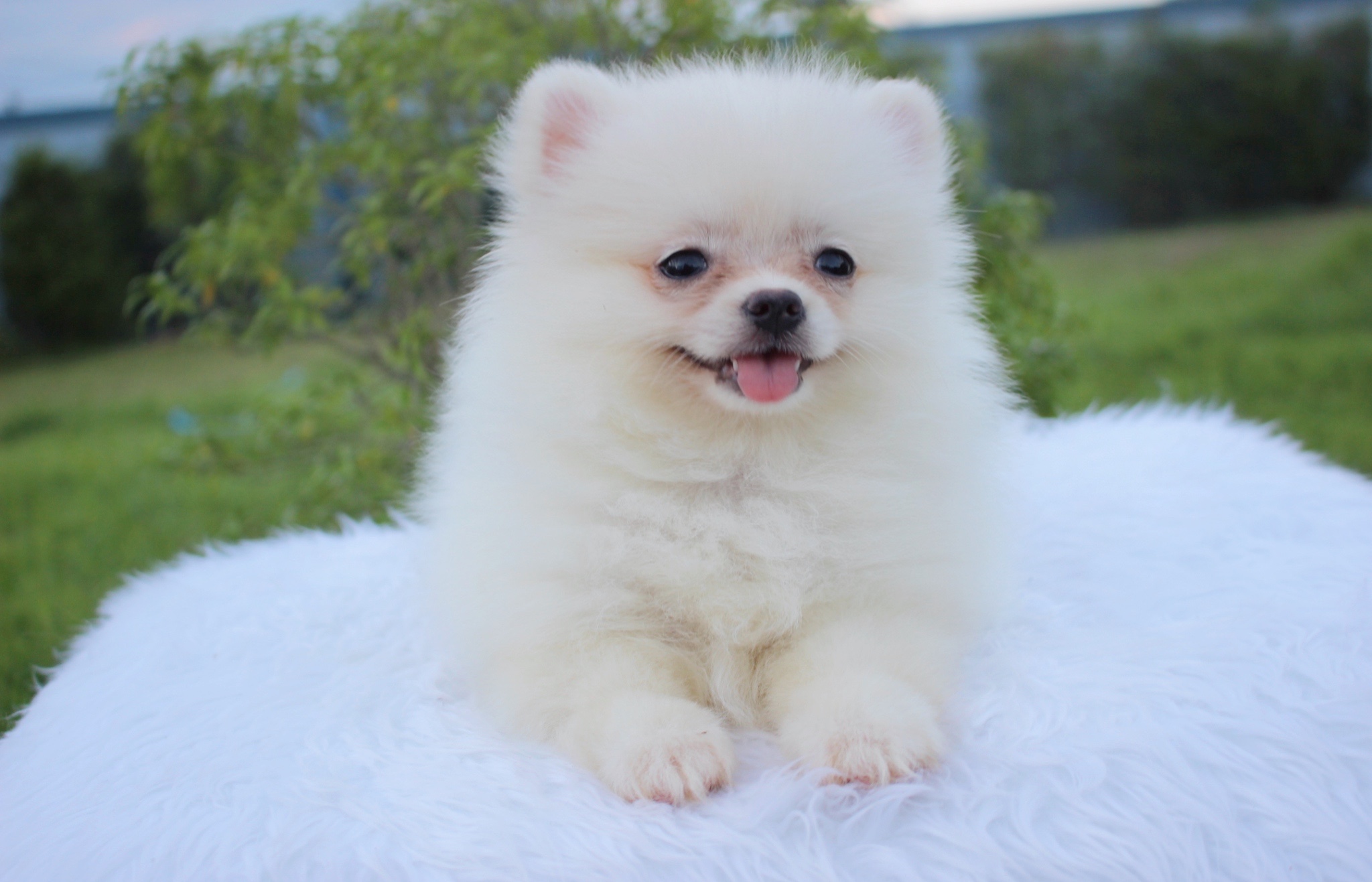 ปอมเมอเรเนียน เพศเมียสีขาวครีม