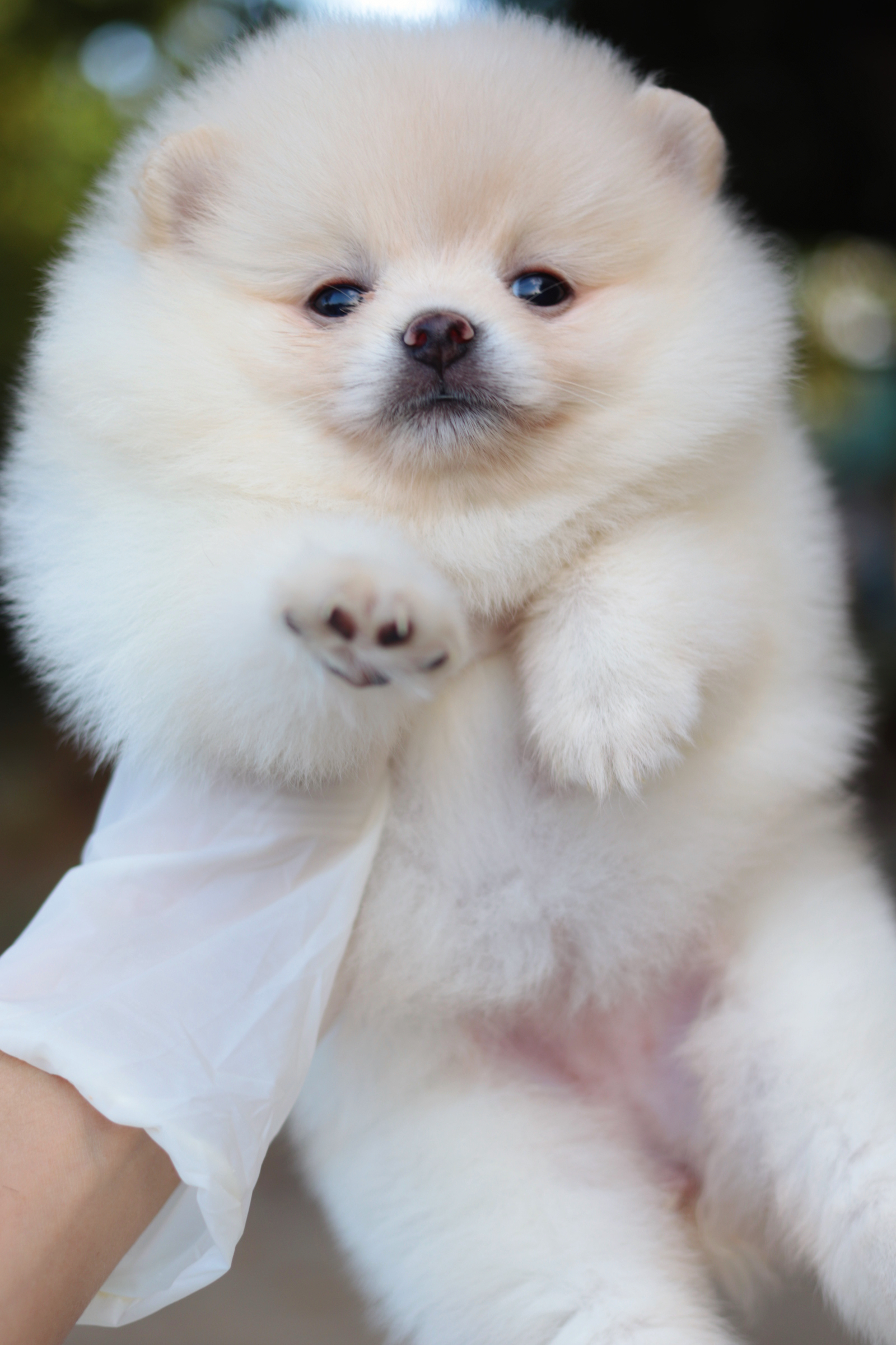 ปอมเมอเรเนียน เพศเมียสีขาวครีม