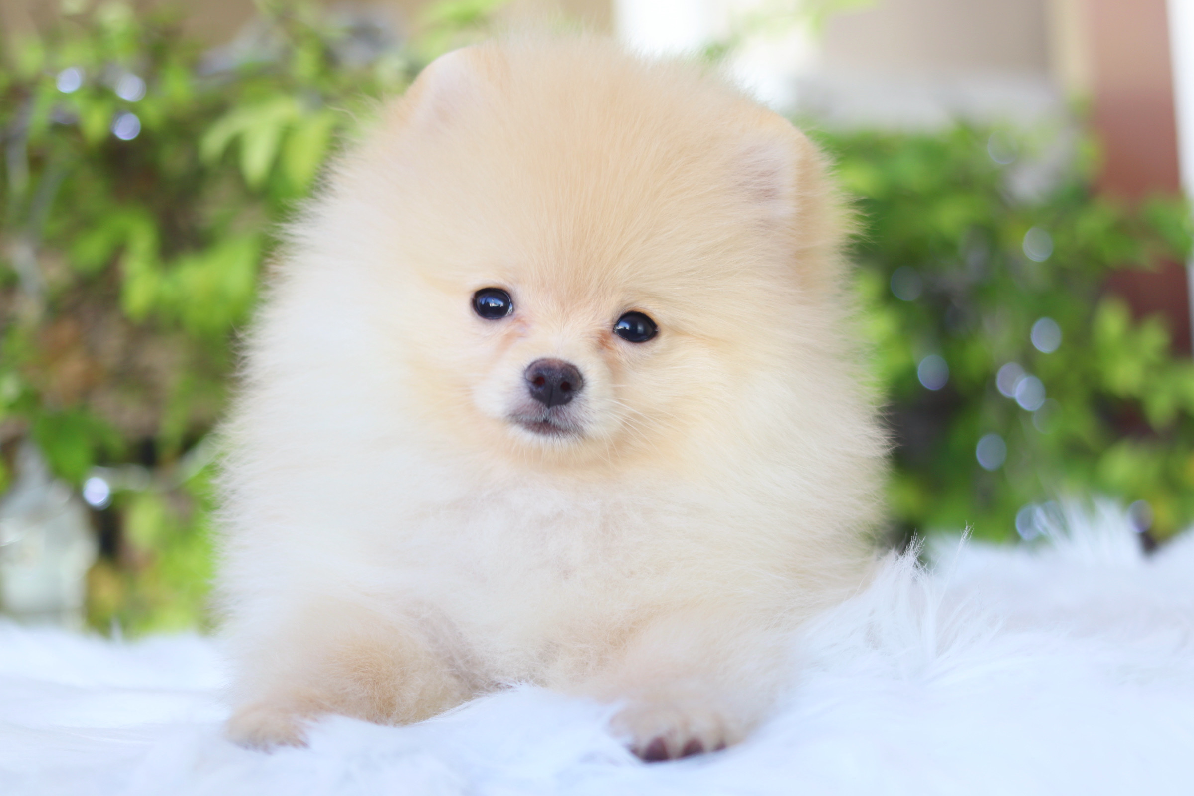 ปอมเมอเรเนียน เพศผู้ สีครีม