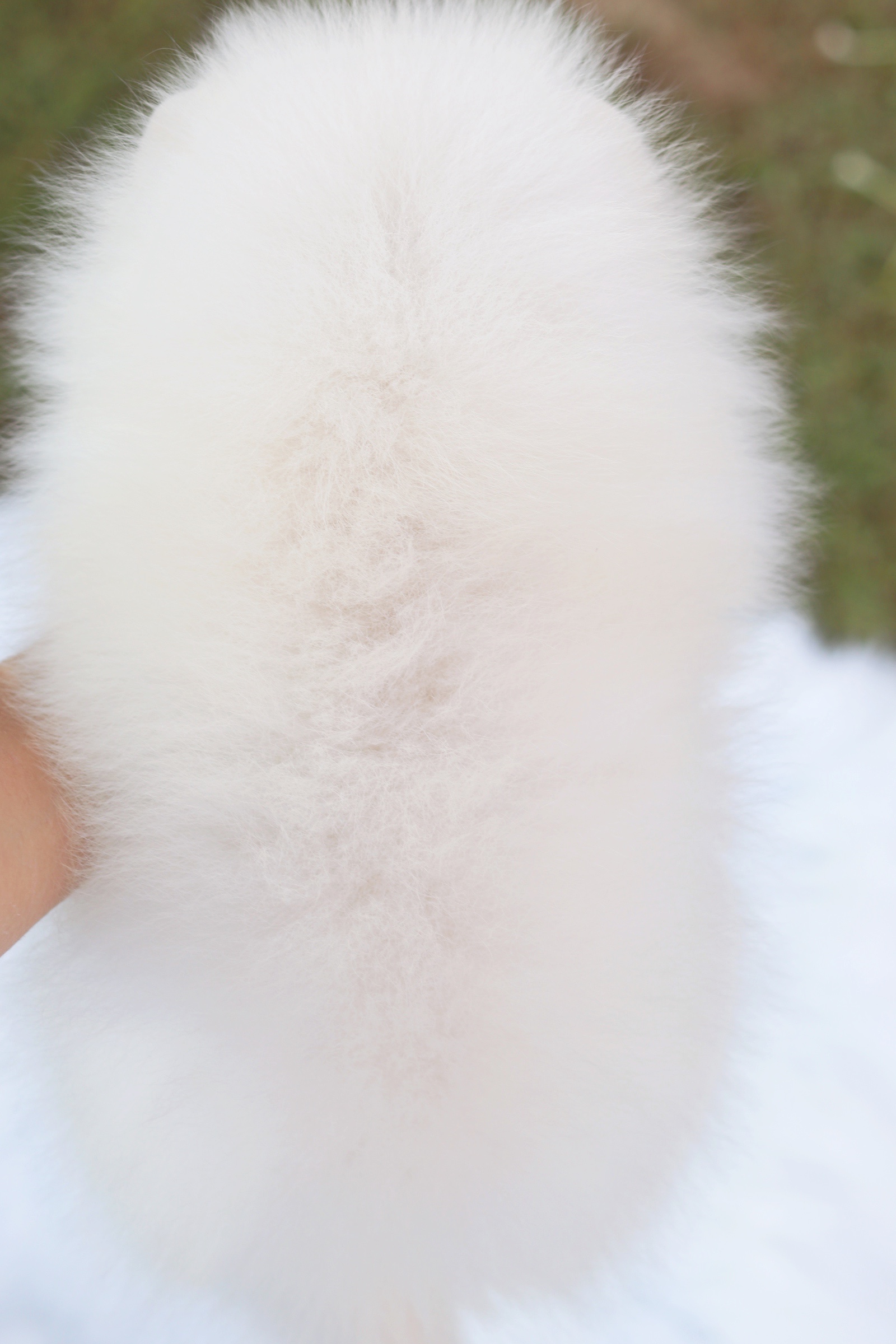 ปอมเมอเรเนียน เพศเมียเกรดโชว์