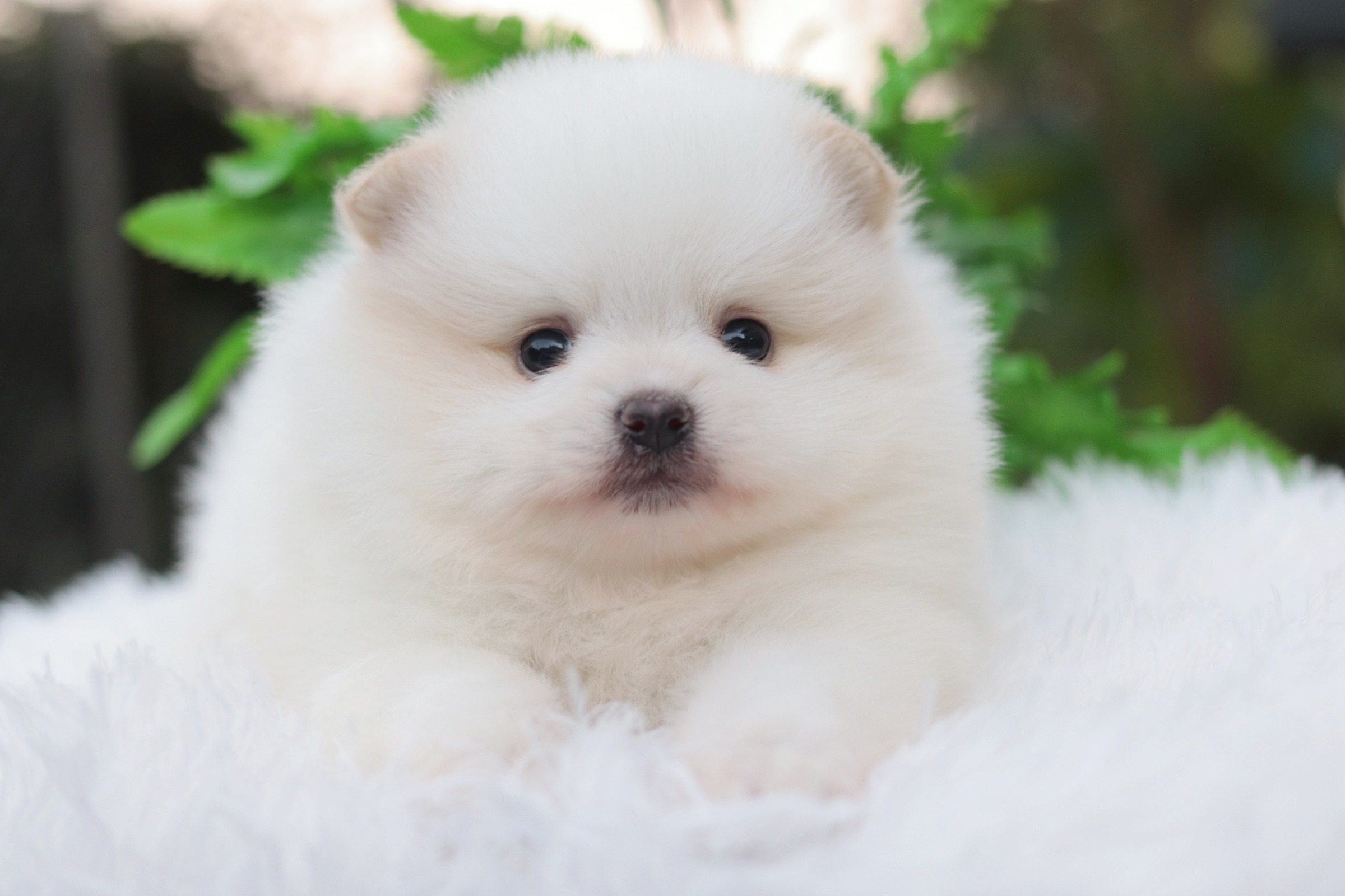 ปอมเมอเรเนียน เพศเมีย สีขาวครีม