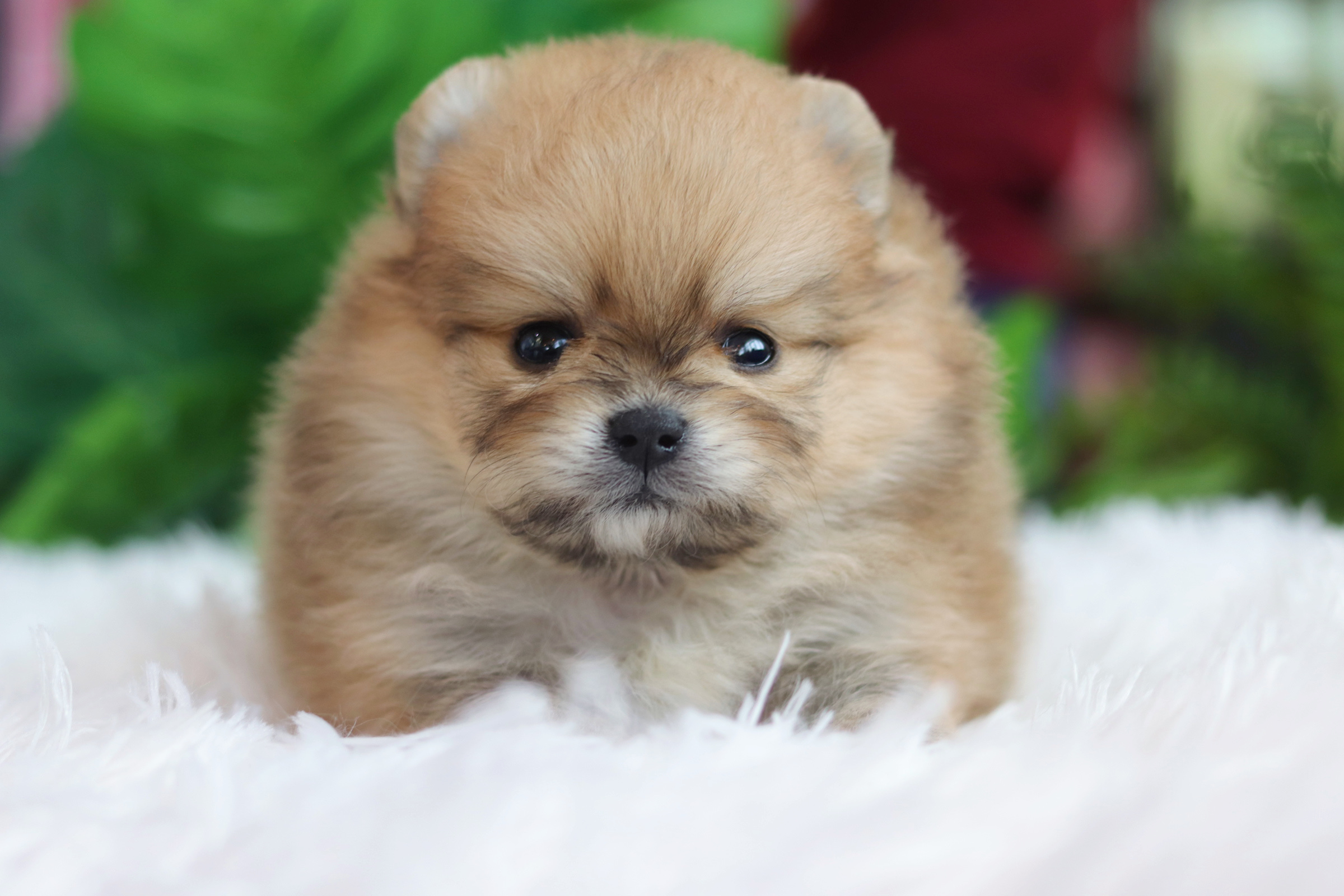 ปอมเมอเรเนียน เพศเมียสีส้ม