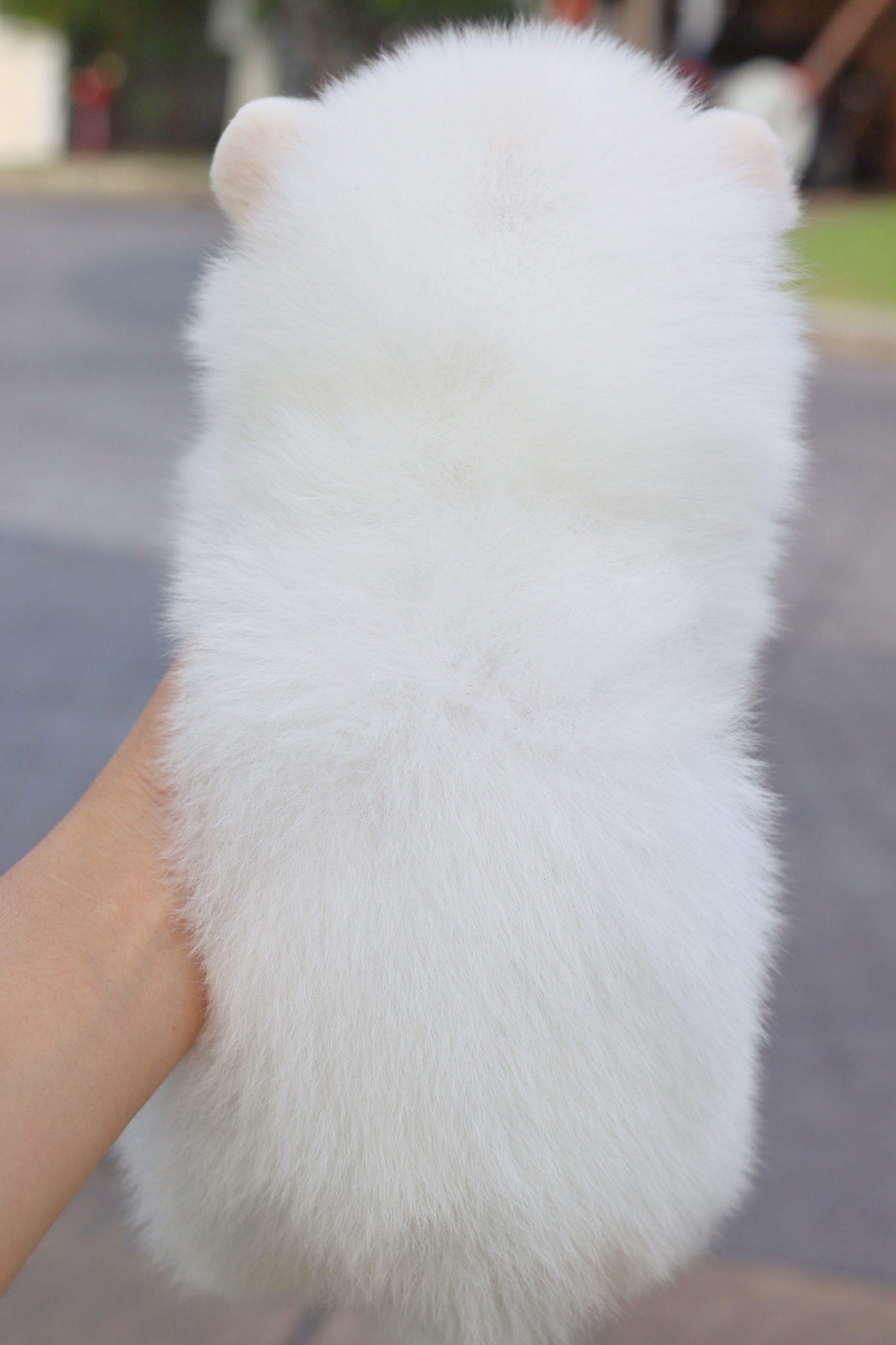 ปอมเมอเรเนียน เพศผู้สีขาวครีม