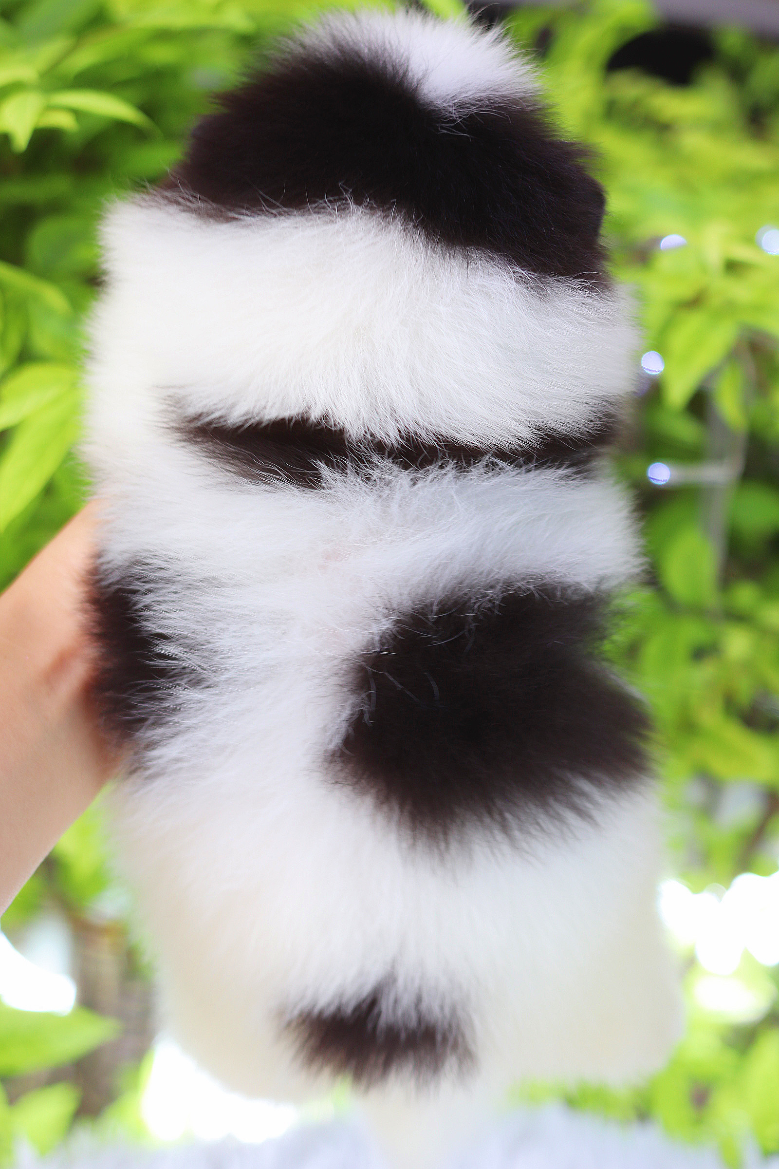 ปอมเมอเรเนียน เพศเมียสีแฟนซี