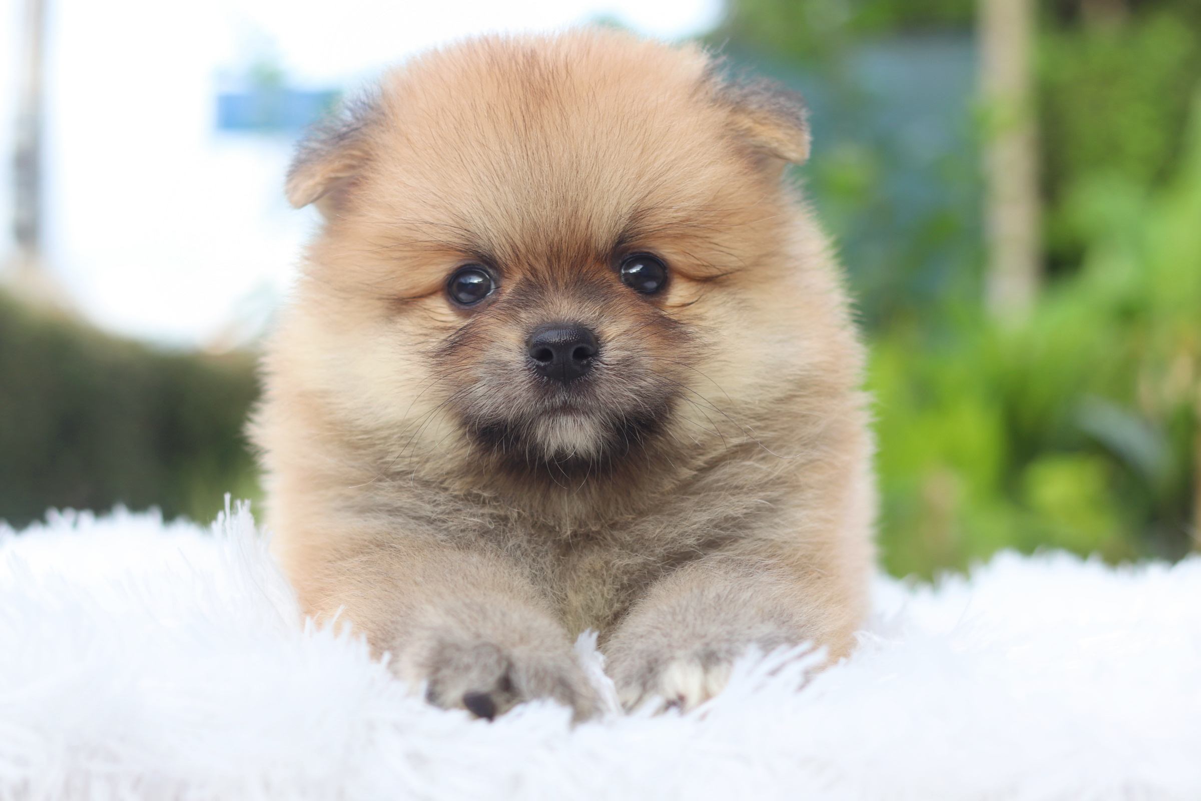 ปอมเมอเรเนียน เพศผู้สีส้ม