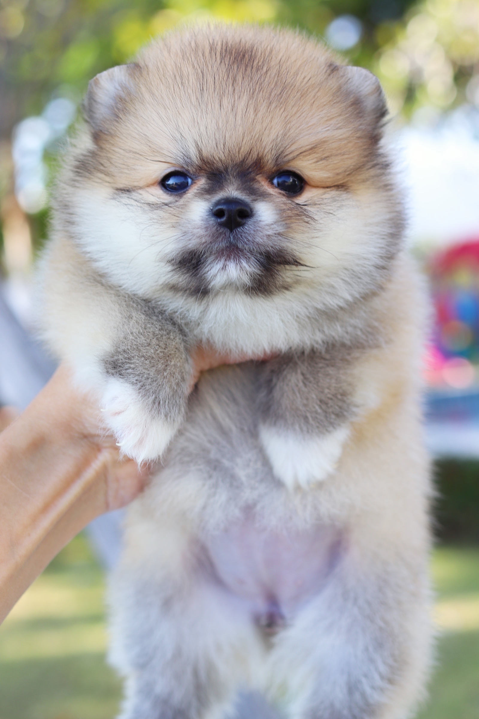 ปอมเมอเรเนียน เพศเมียสีส้ม