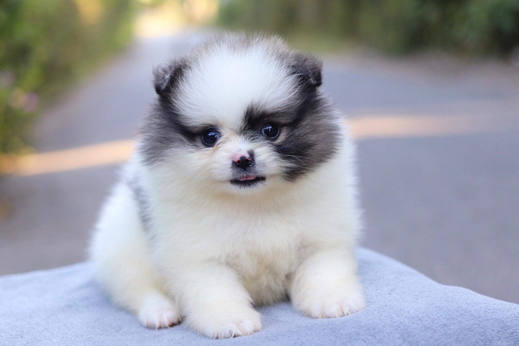 ปอมเมอเรเนียน เพศเมีย