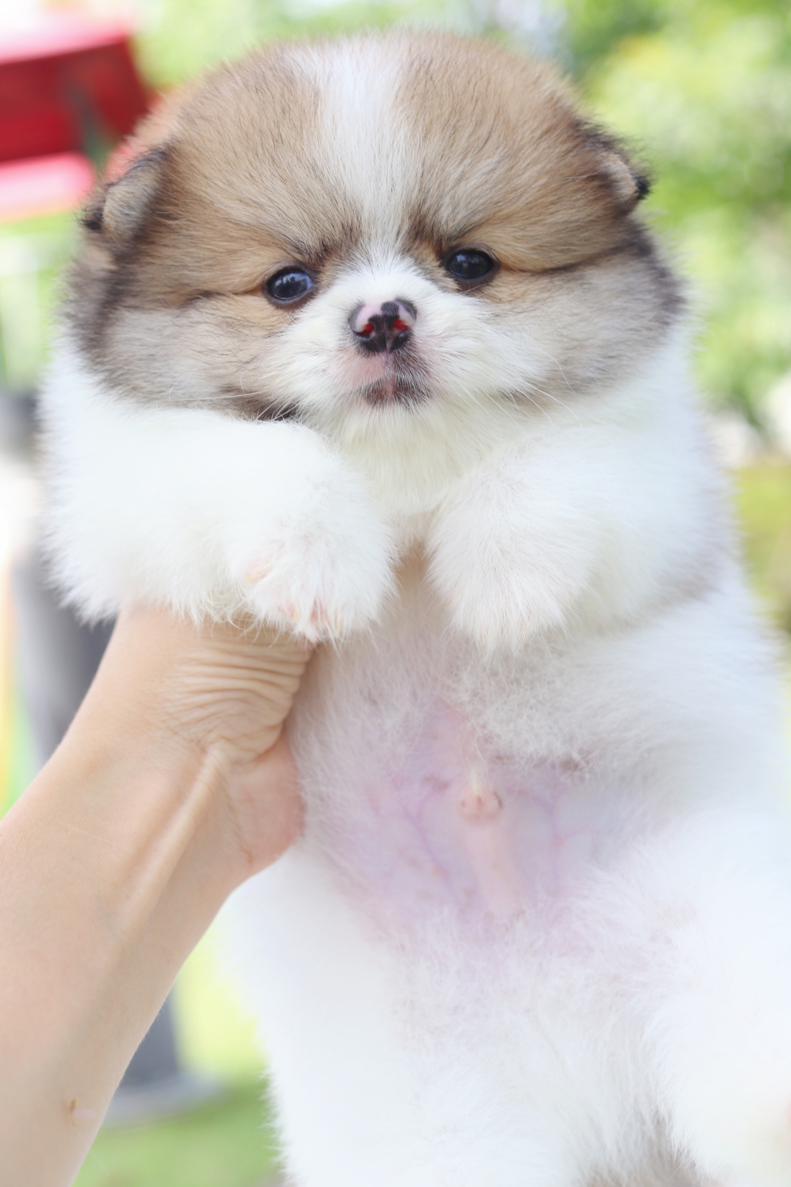 ปอมเมอเรเนียน เพศผู้สีแฟนซี