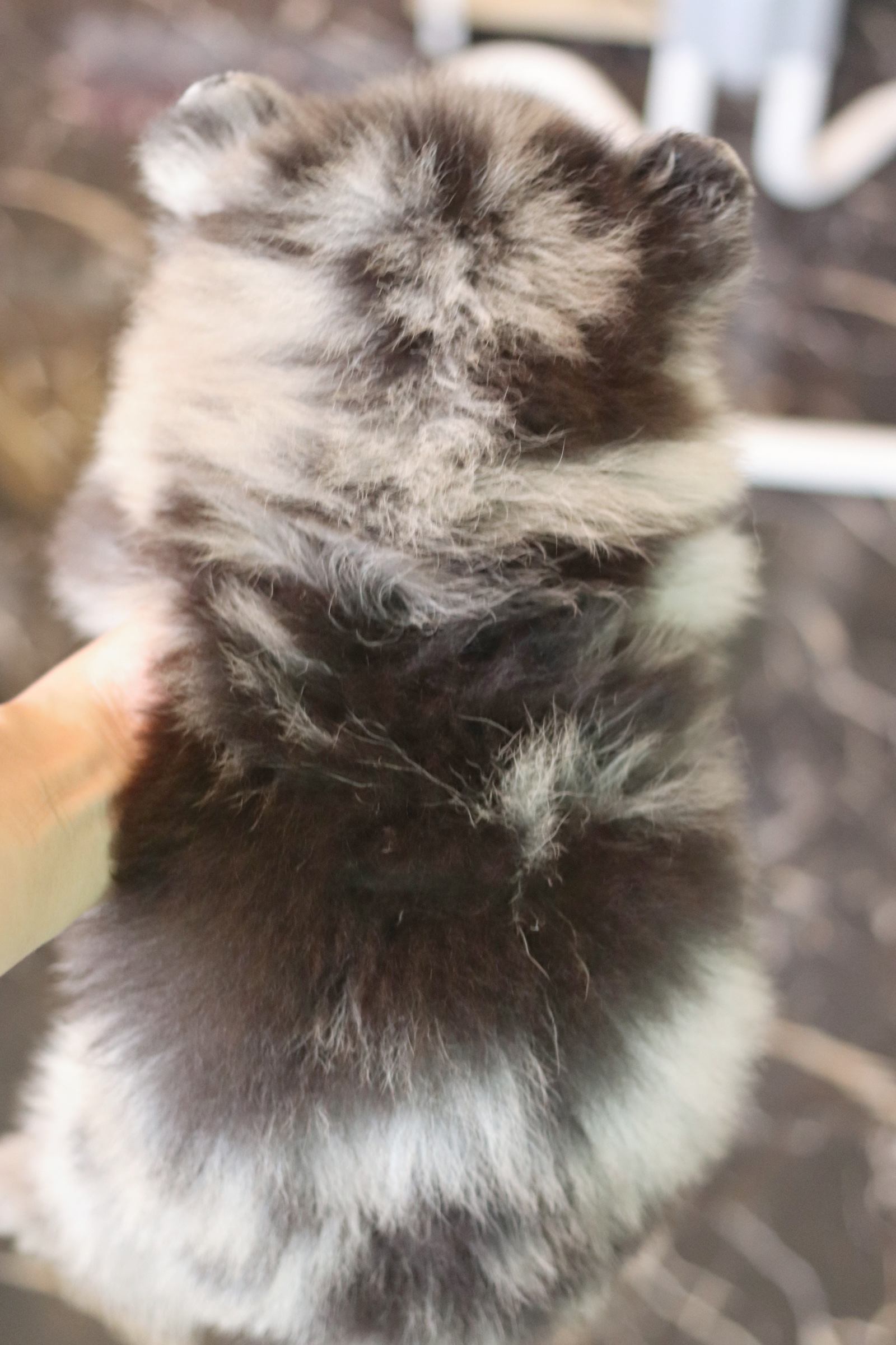 ปอมเมอเรเนียน เพศผู้สีเมอร์เร่