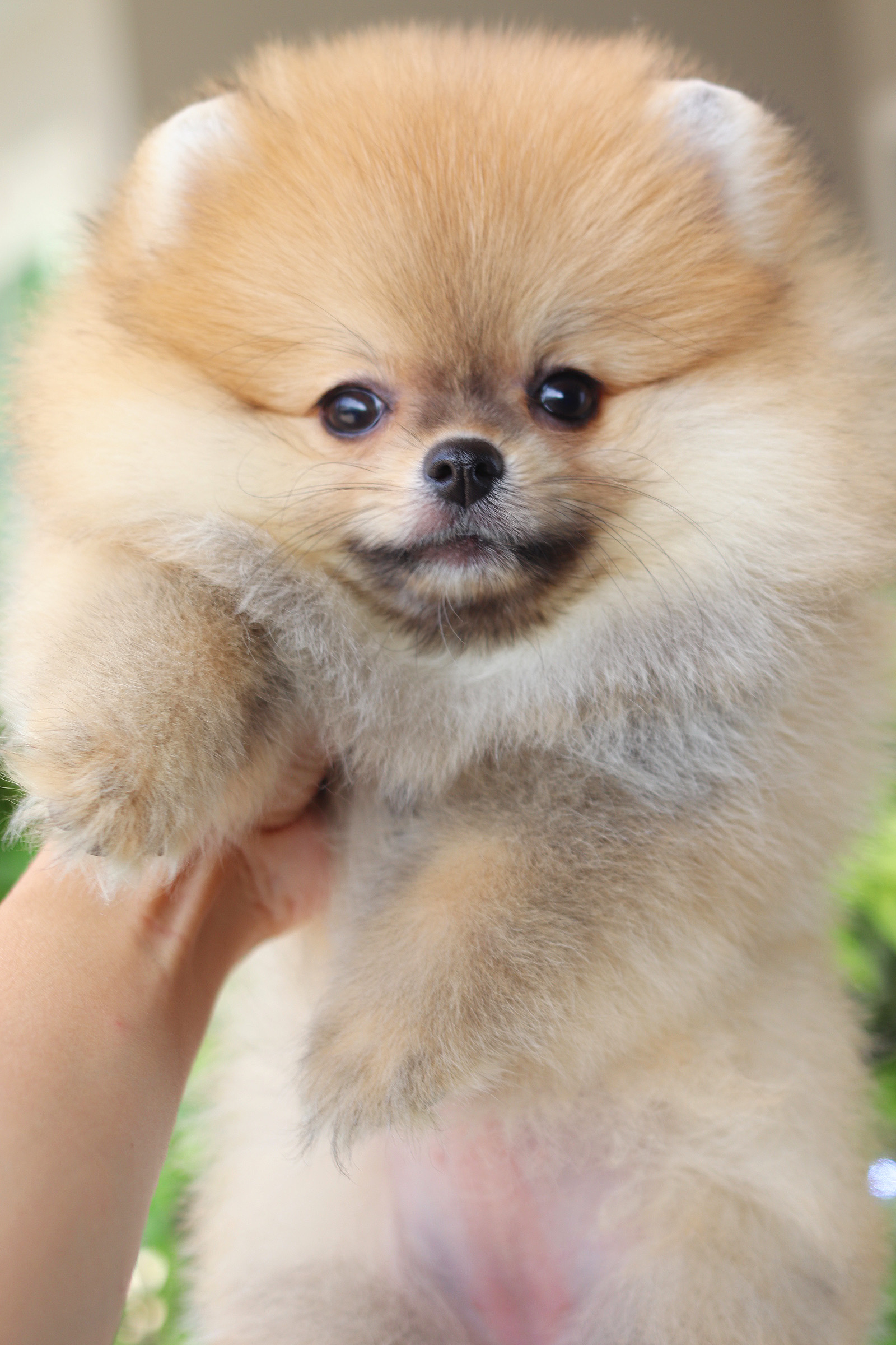 ปอมเมอเรเนียน เพศเมียสีส้ม