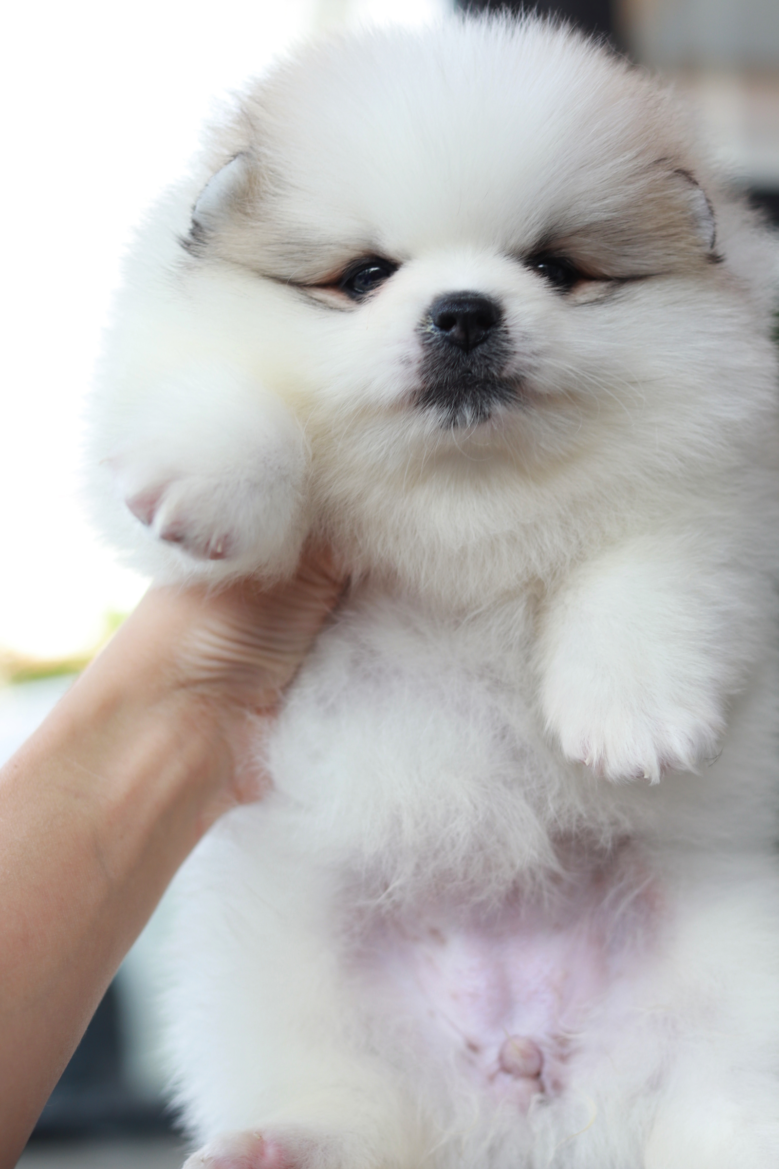 ปอมเมอเรเนียน เพศเมีย