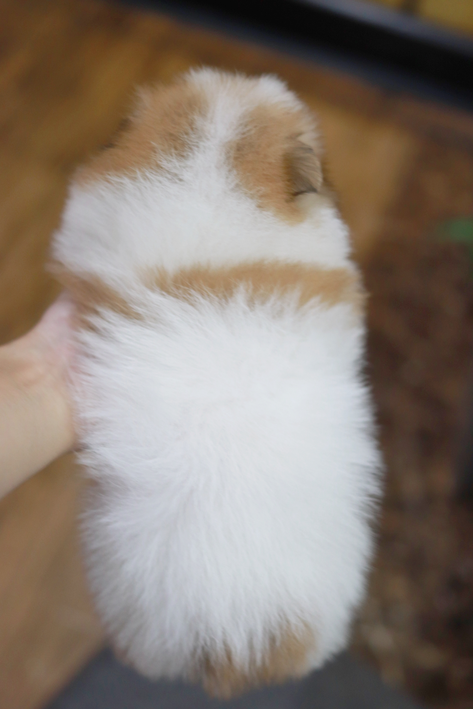 ปอมเมอเรเนียน เพศเมีย