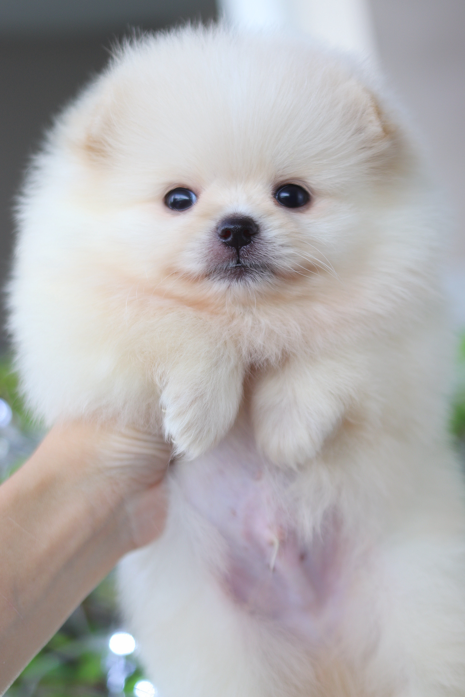 ปอมเมอเรเนียน เพศผู้ สีขาวครีม