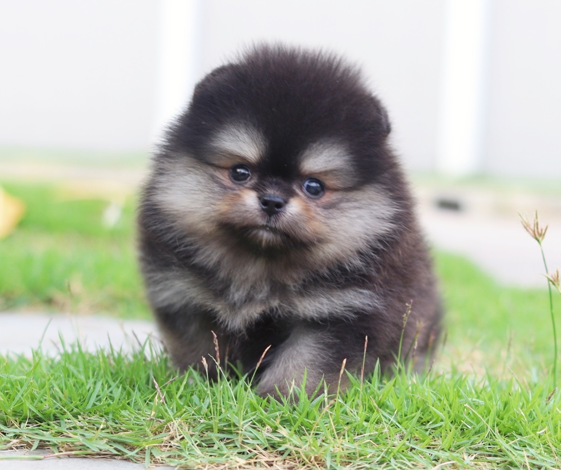 ปอมเมอเรเนียน เพศเมียสีแบล็คแทนเกรดโชว์