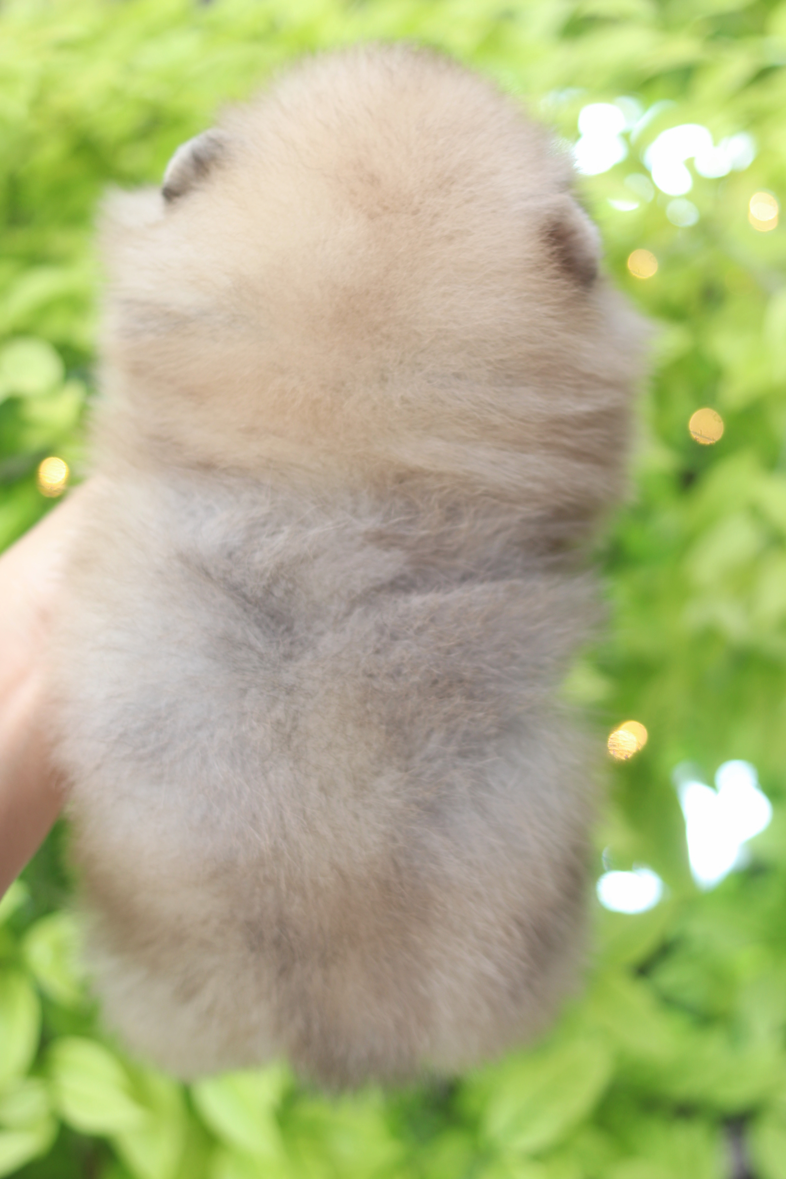 ปอมเมอเรเนียน เพศผู้สีส้ม