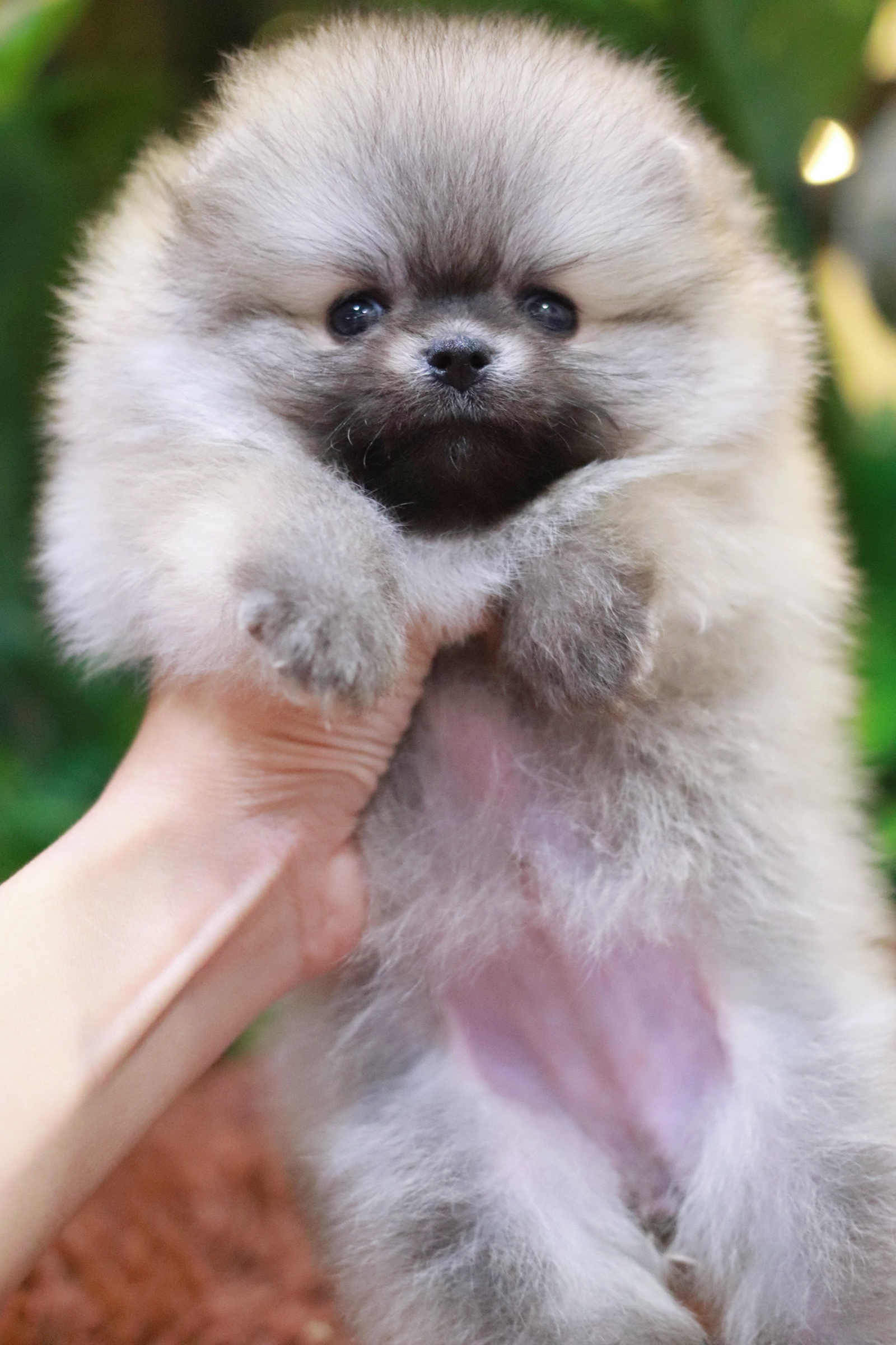 ปอมเมอเรเนียน เพศเมียสีส้ม