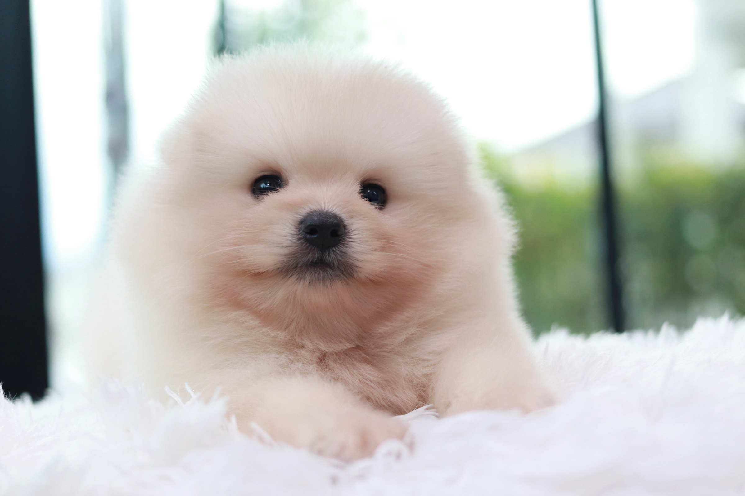 ปอมเมอเรเนียน เพศผู้ สีขาวครีม ไซส์ปกติ อ้วนกินเก่งมาก