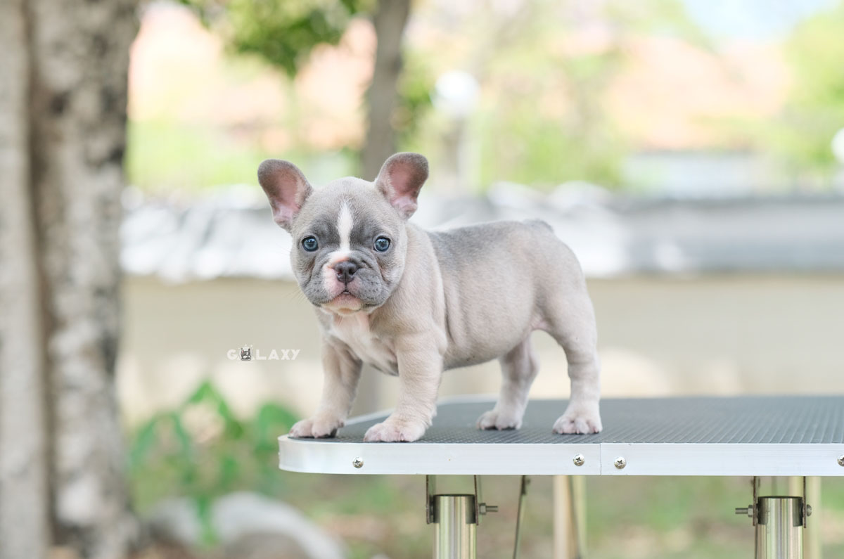 Rare!! สาวน้อยสีบลูฟ้อน สีพิเศษที่เกิดขึ้นยาก สวยโดดเด่นสะดุดตา มีดวงตาสีฟ้า หน้าตาน่ารัก ย่นๆยับๆ ได้รับการฉีดวัคซีนรวมป้องกัน5โรค , ถ่ายพยาธิตามกำหนด ก่อนการส่งมอบ , มีบริการส่งน้องต่างจังหวัด , สุนัขร่างกายสมบูรณ์แข็งแรง สุขภาพจิตดีทุกตัว092-991-8888