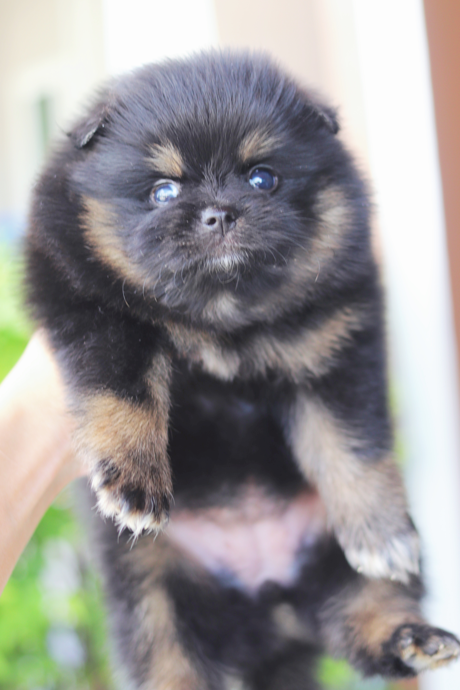 ปอมเมอเรเนียน เพศเมียสีแบล็คแทน