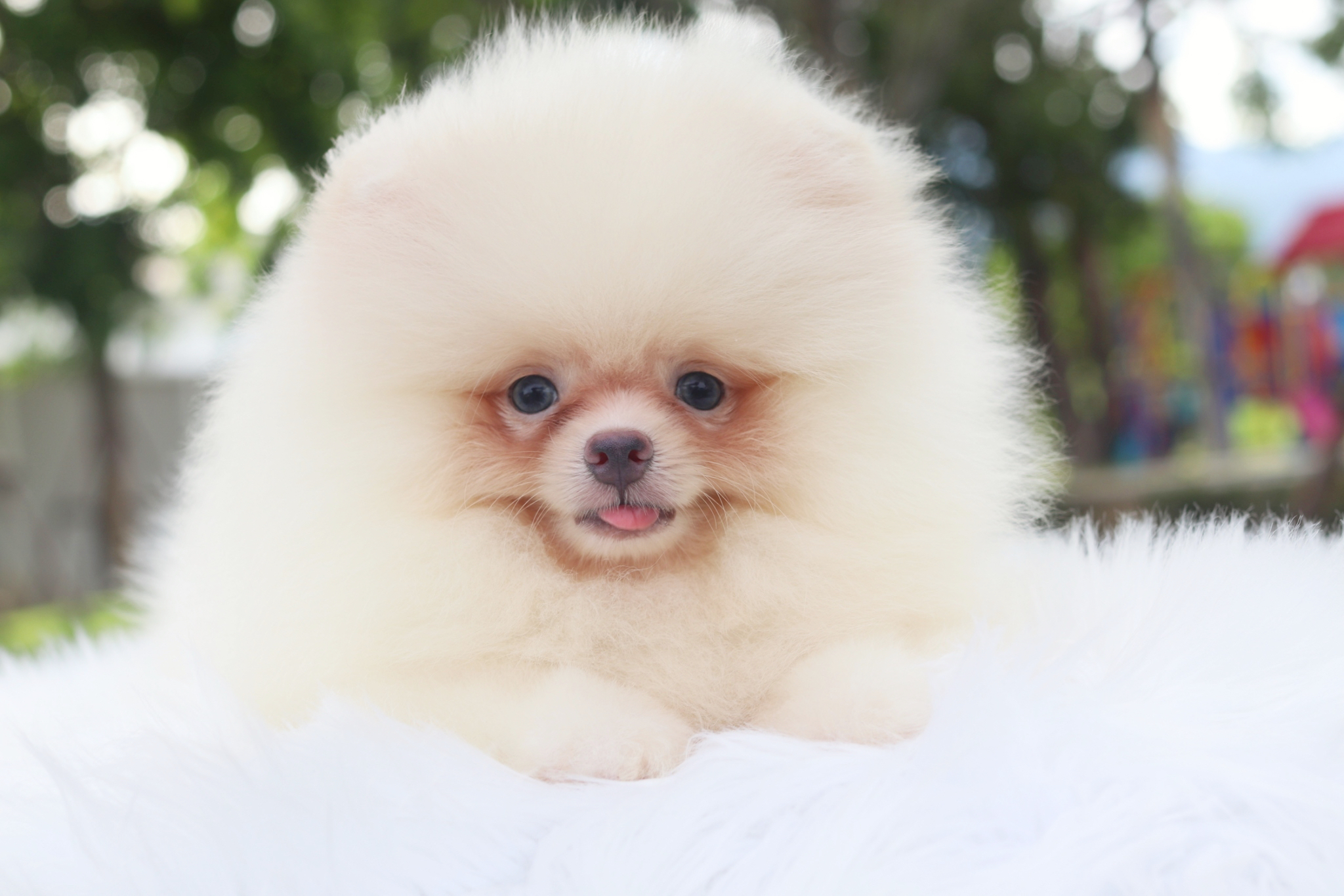 ปอมเมอเรเนียน เพศผู้ สีขาวครีม