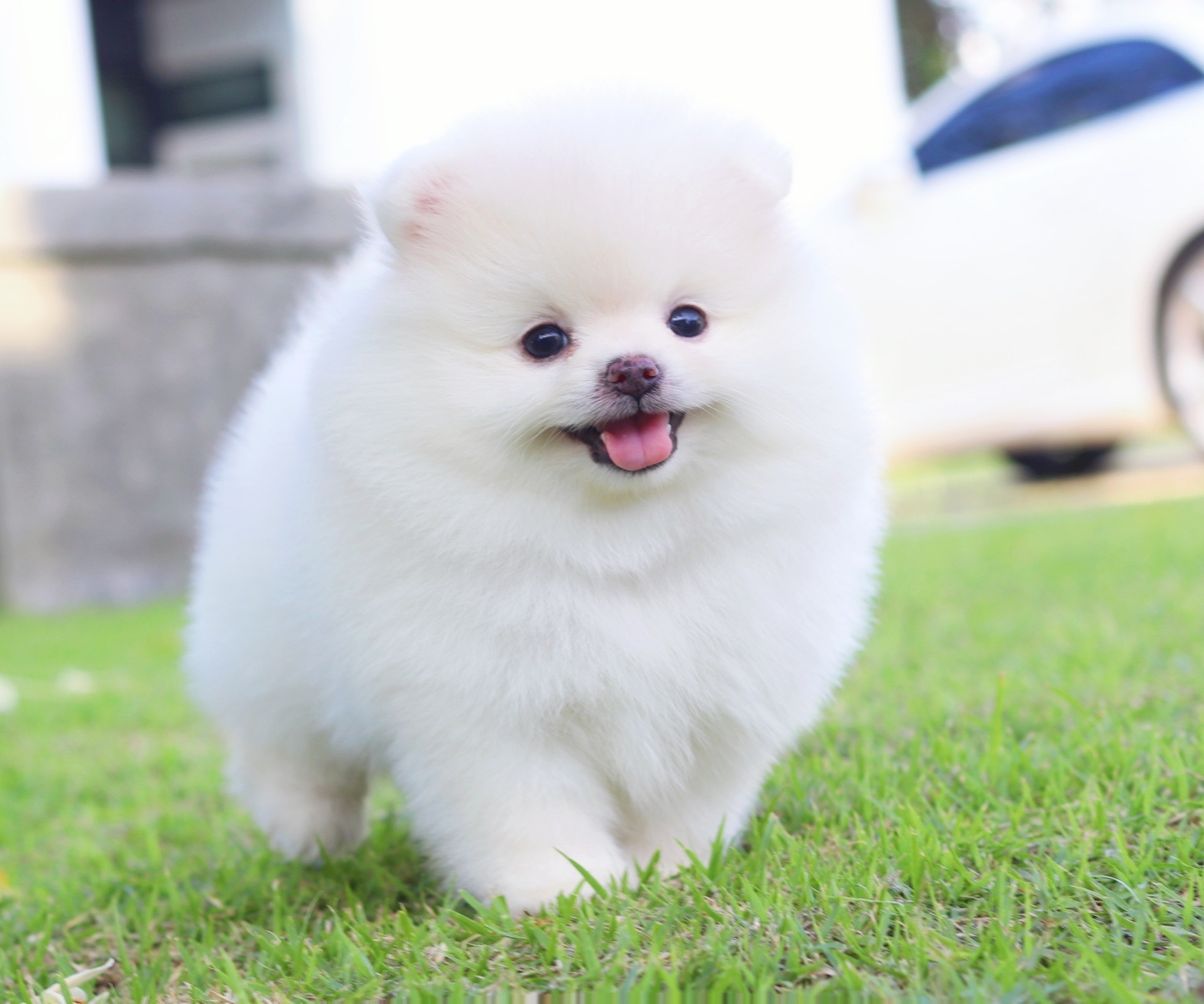 ปอมเมอเรเนียน เพศผู้ สีขาวครีม