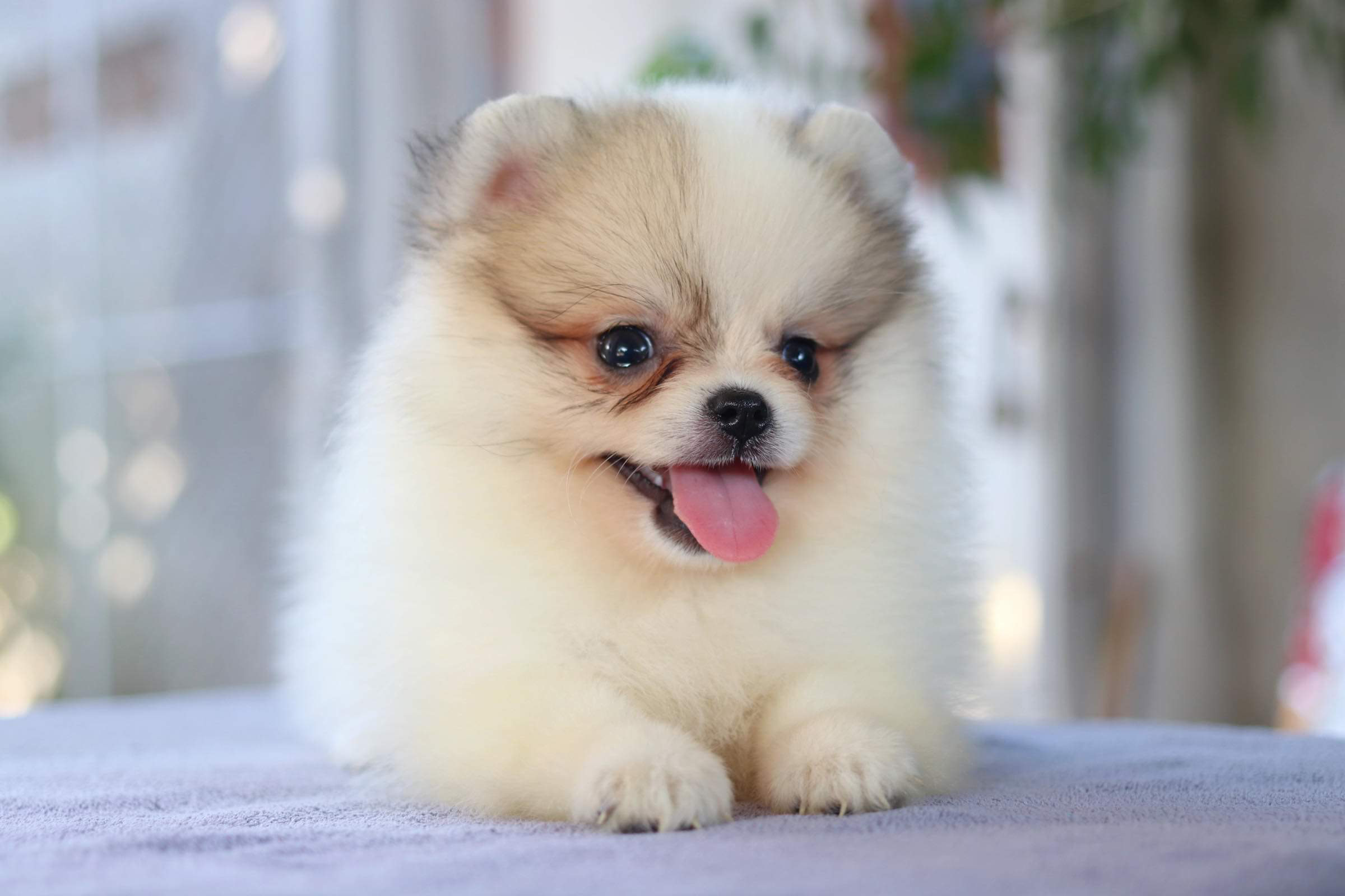 ปอมเมอเรเนียน เพศเมีย