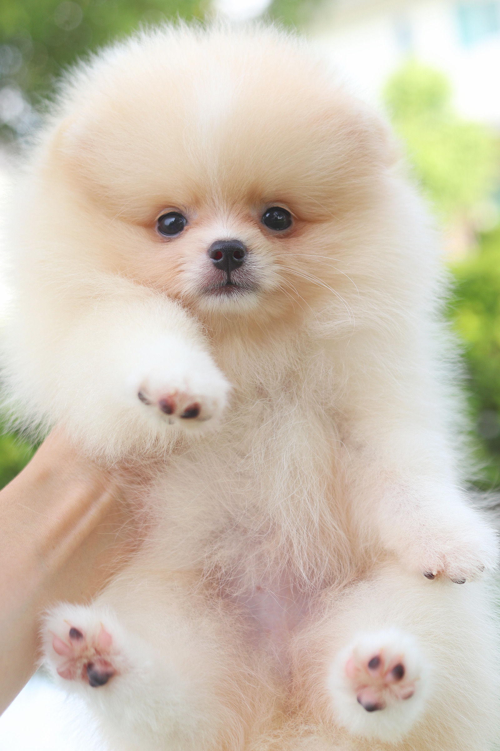 ปอมเมอเรเนียน เพศเมียสีครีม